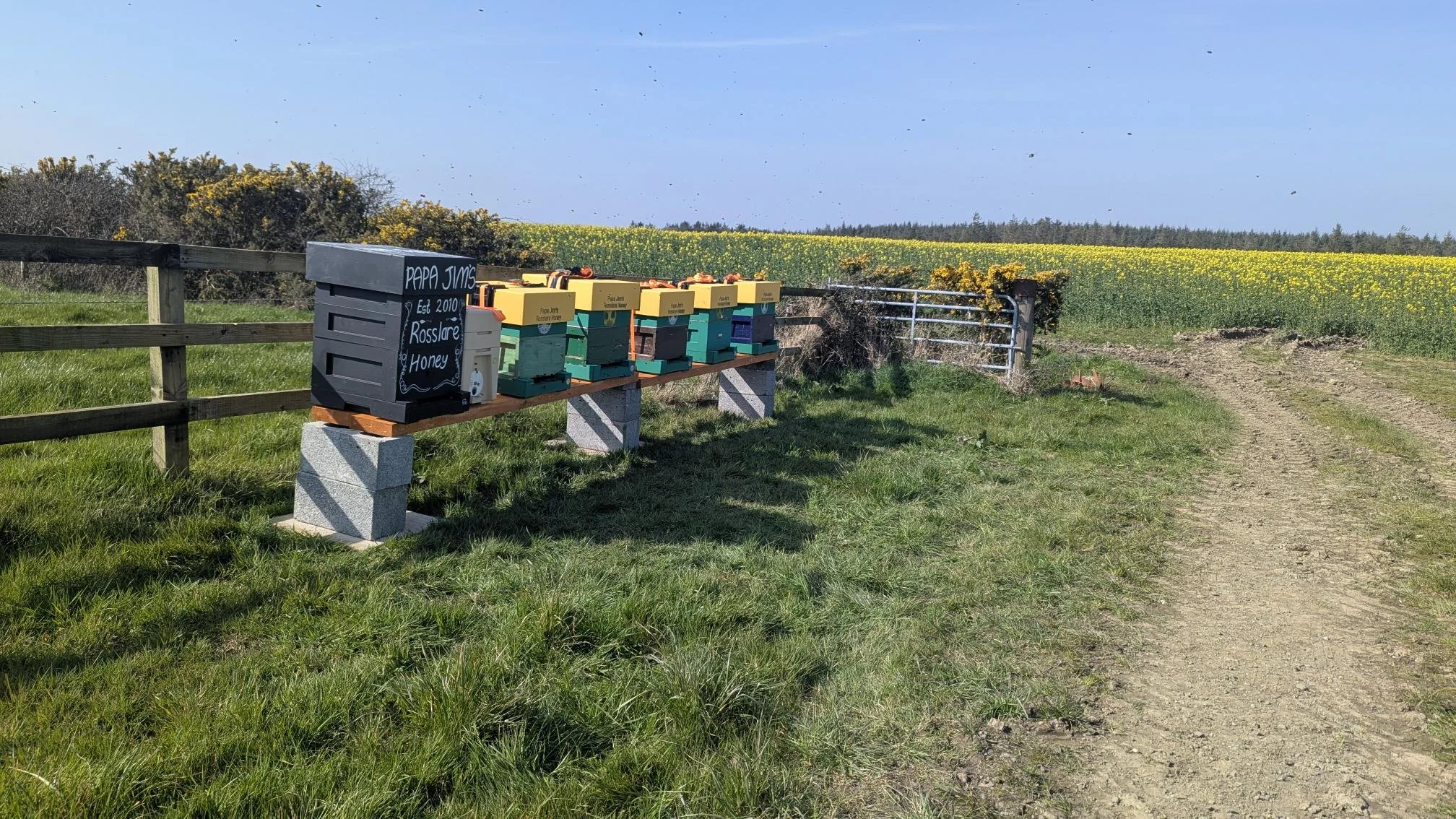 A row of colorful beehives on a bench in a rural field with a gravel pathway and a fence, yellow flowers in the background.