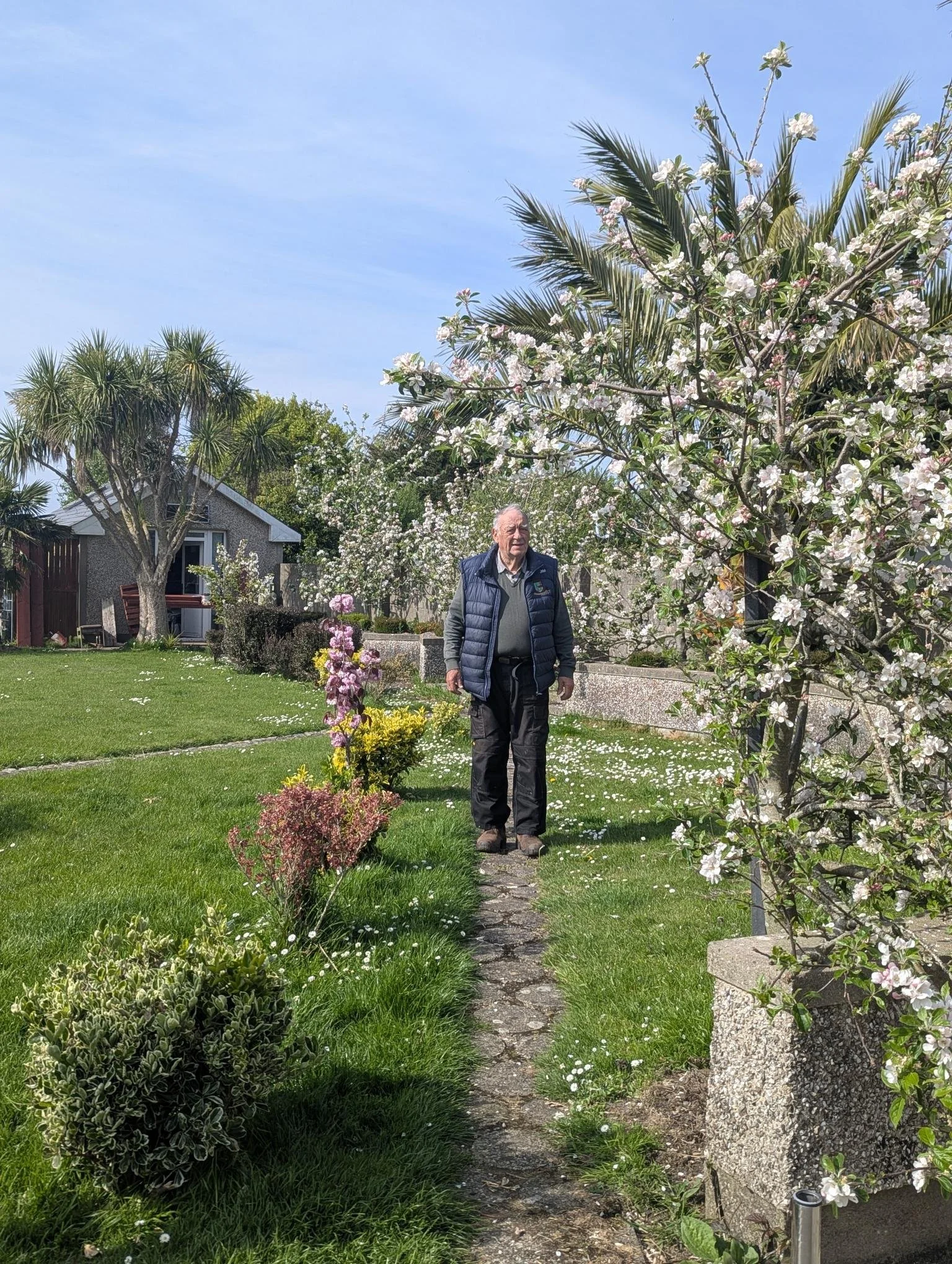 An elderly man walking on a stone path in a garden with flowering trees and bushes under a blue sky.