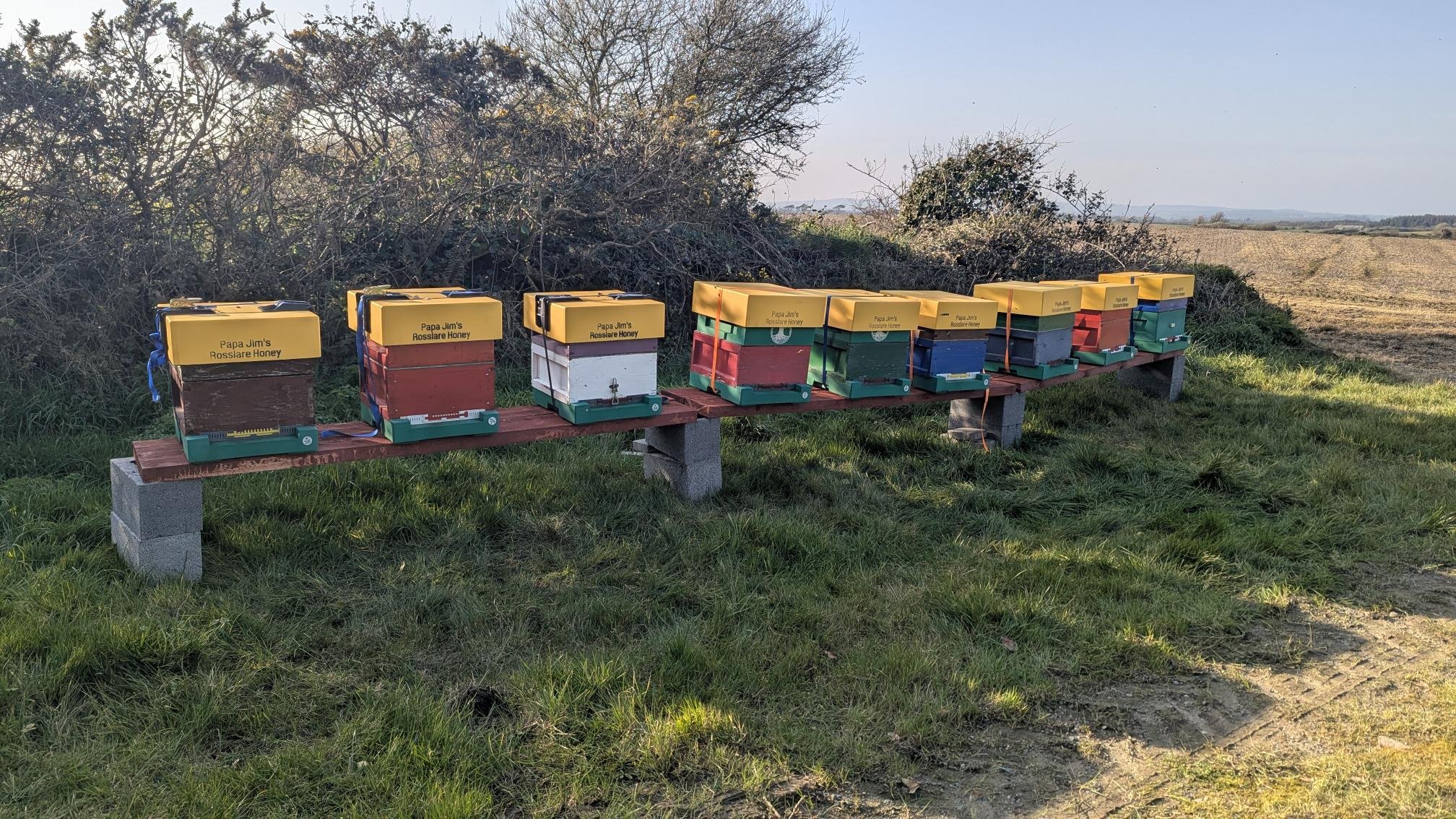 Multiple colorful beehives on a simple wooden bench outdoors, with fields and shrubs in the background.