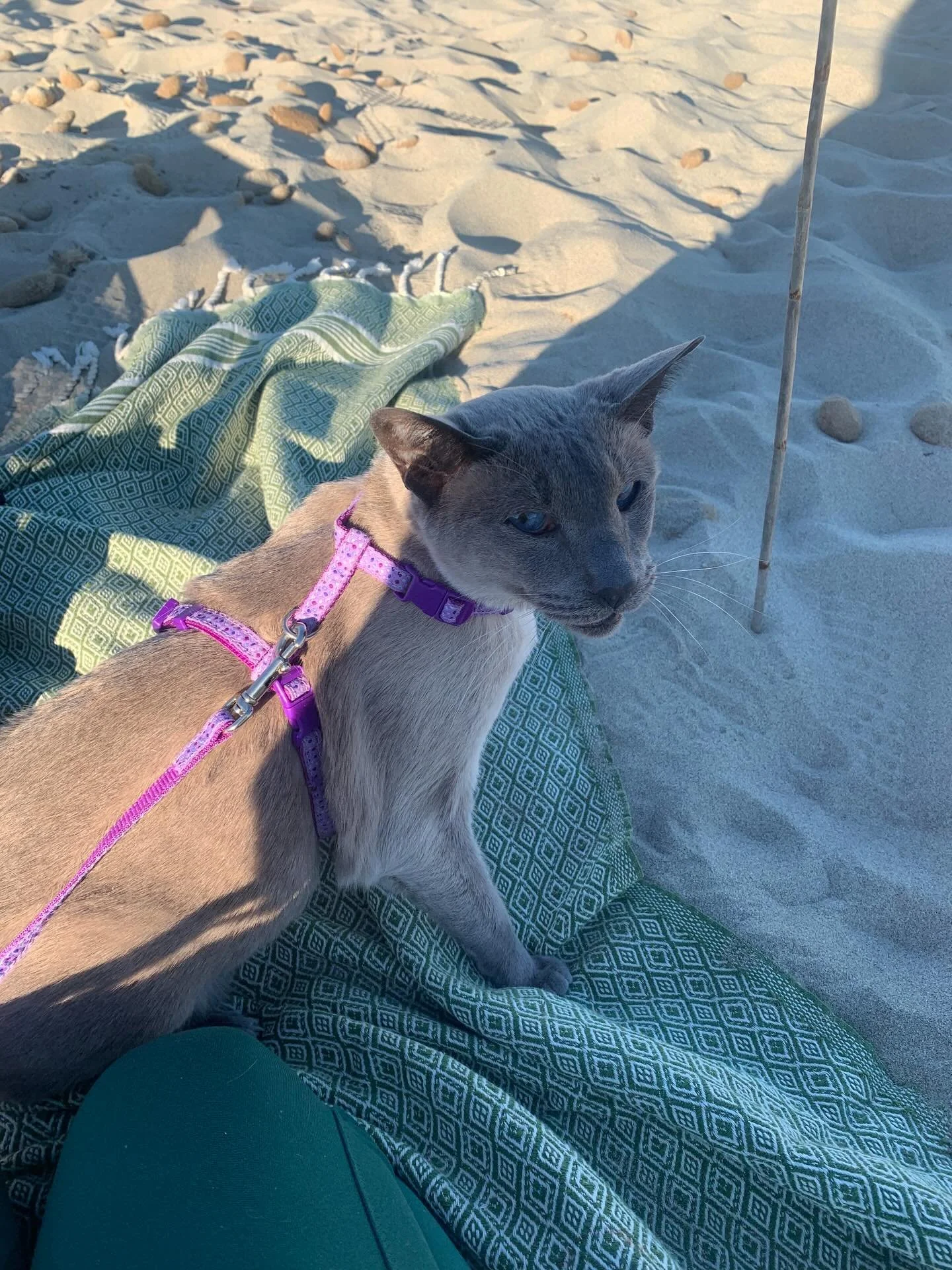 By the power of the purr.. the beauty of the fur.. good things will occur 🐾  #ibiza #paws #furbaby #babyonthebeach