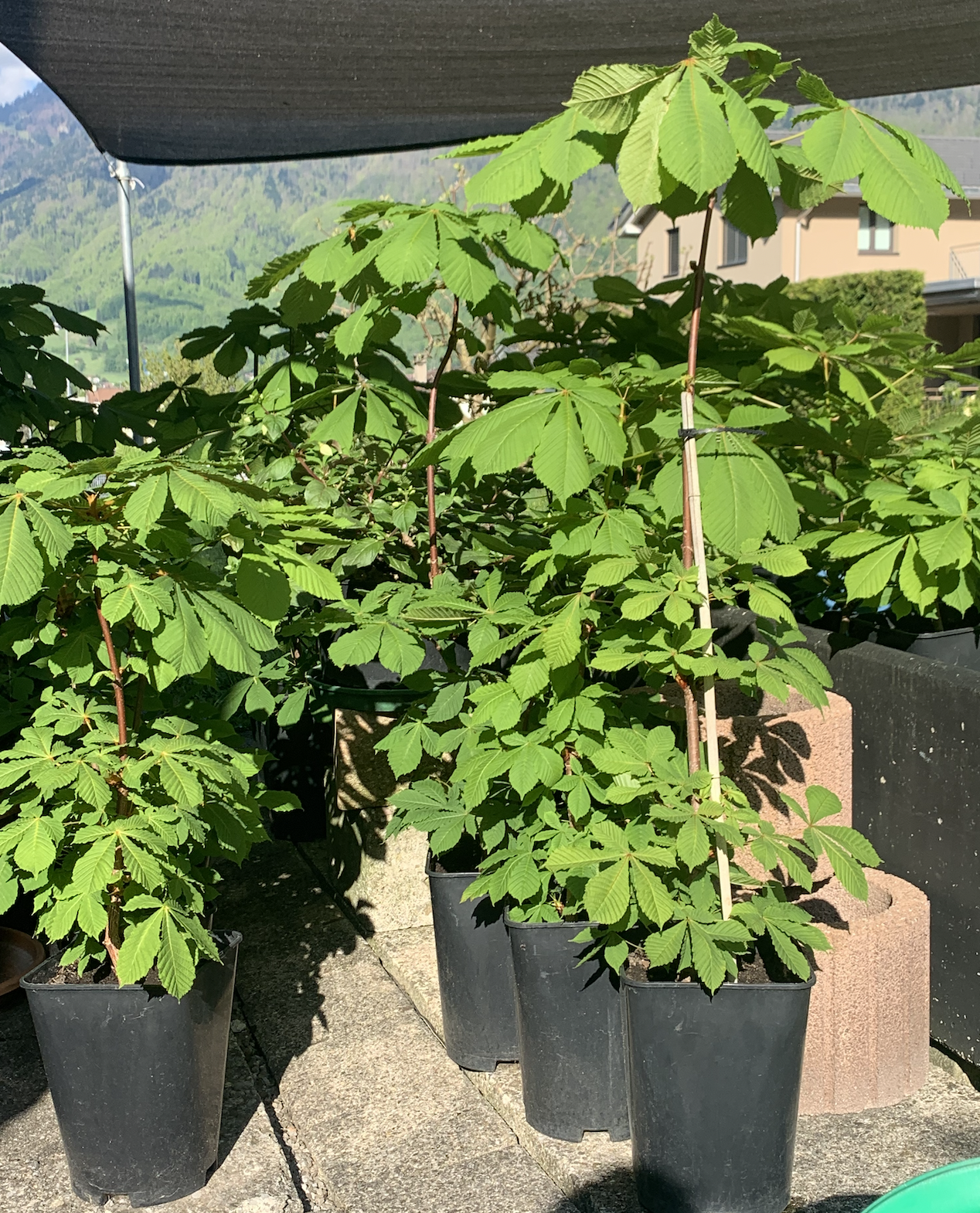 The Mother Tree Nursery