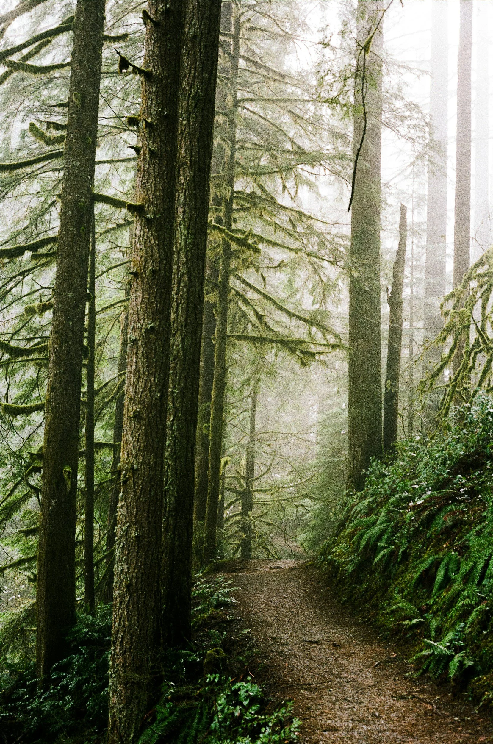 A foggy forest trail surrounded by tall trees with moss-covered branches and lush green ferns on the ground.