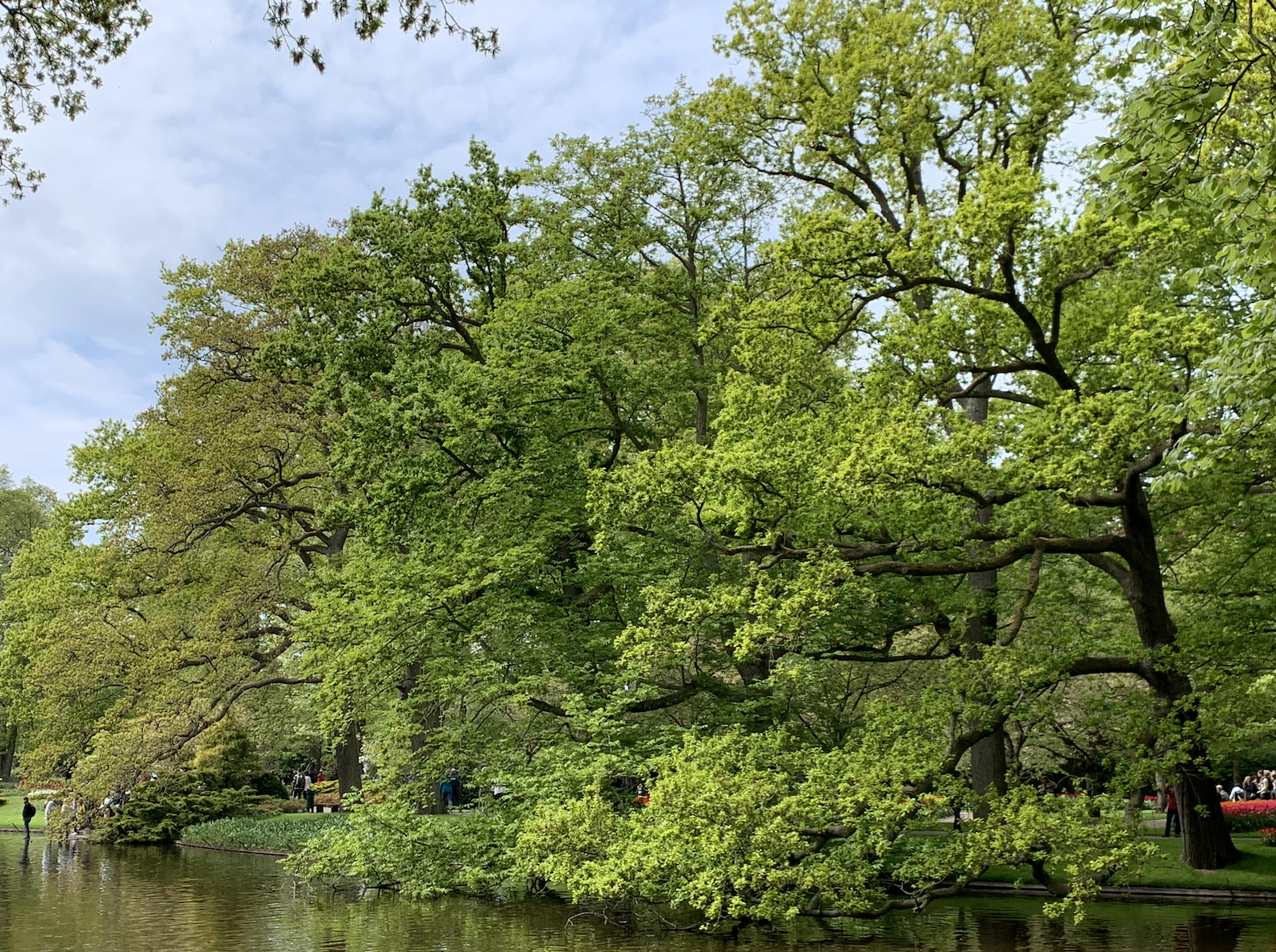 7. KH Oaks on water.png