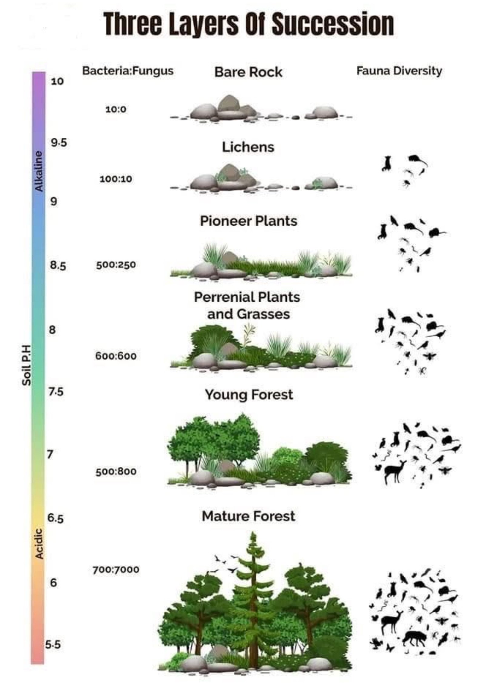 Diagram titled 'Three Layers of Succession' showing six stages of ecological succession with illustrations of rocks, plants, and animals, and color-scale indicating soil pH levels from acidic to alkaline.