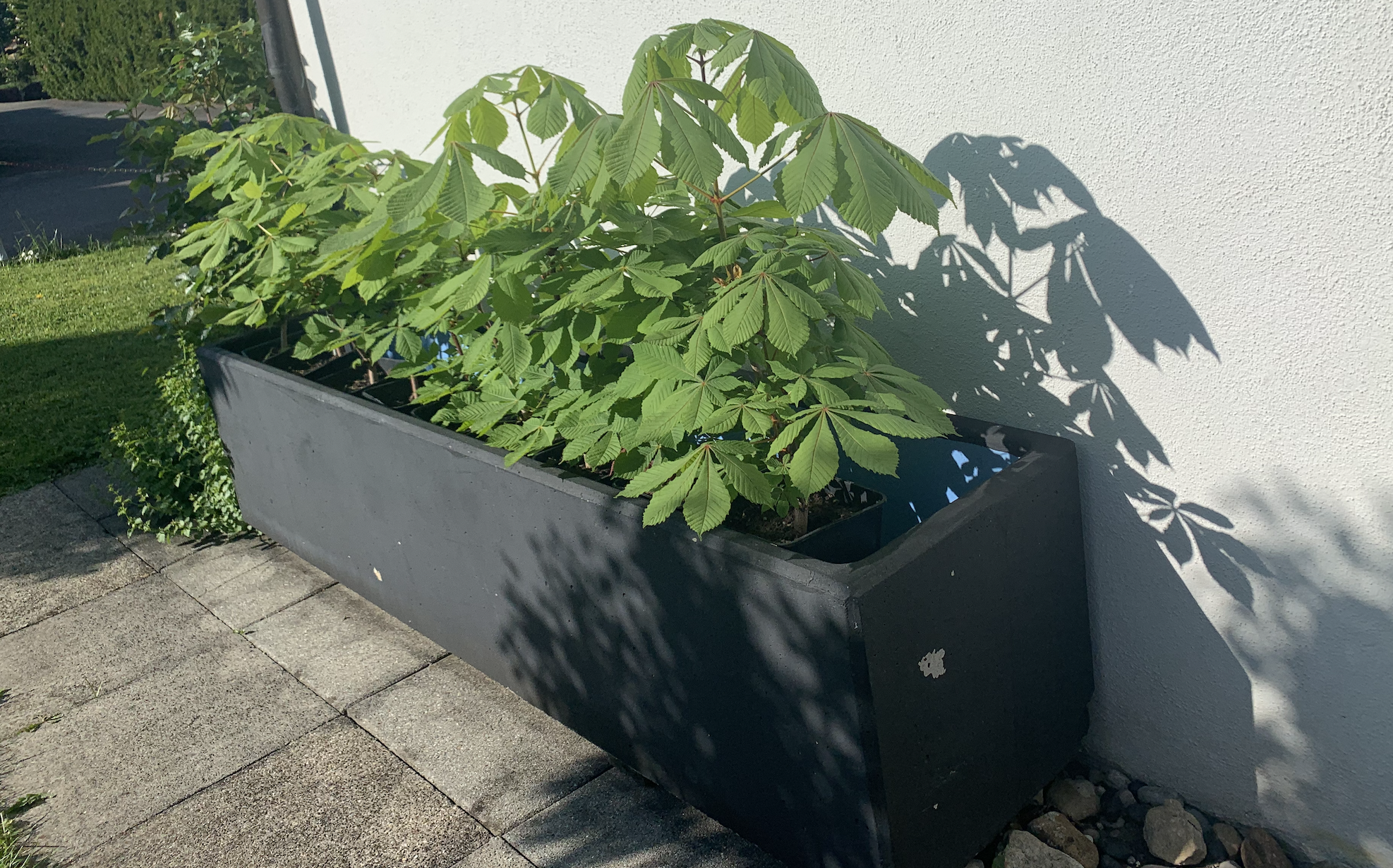 The Mother Tree Nursery