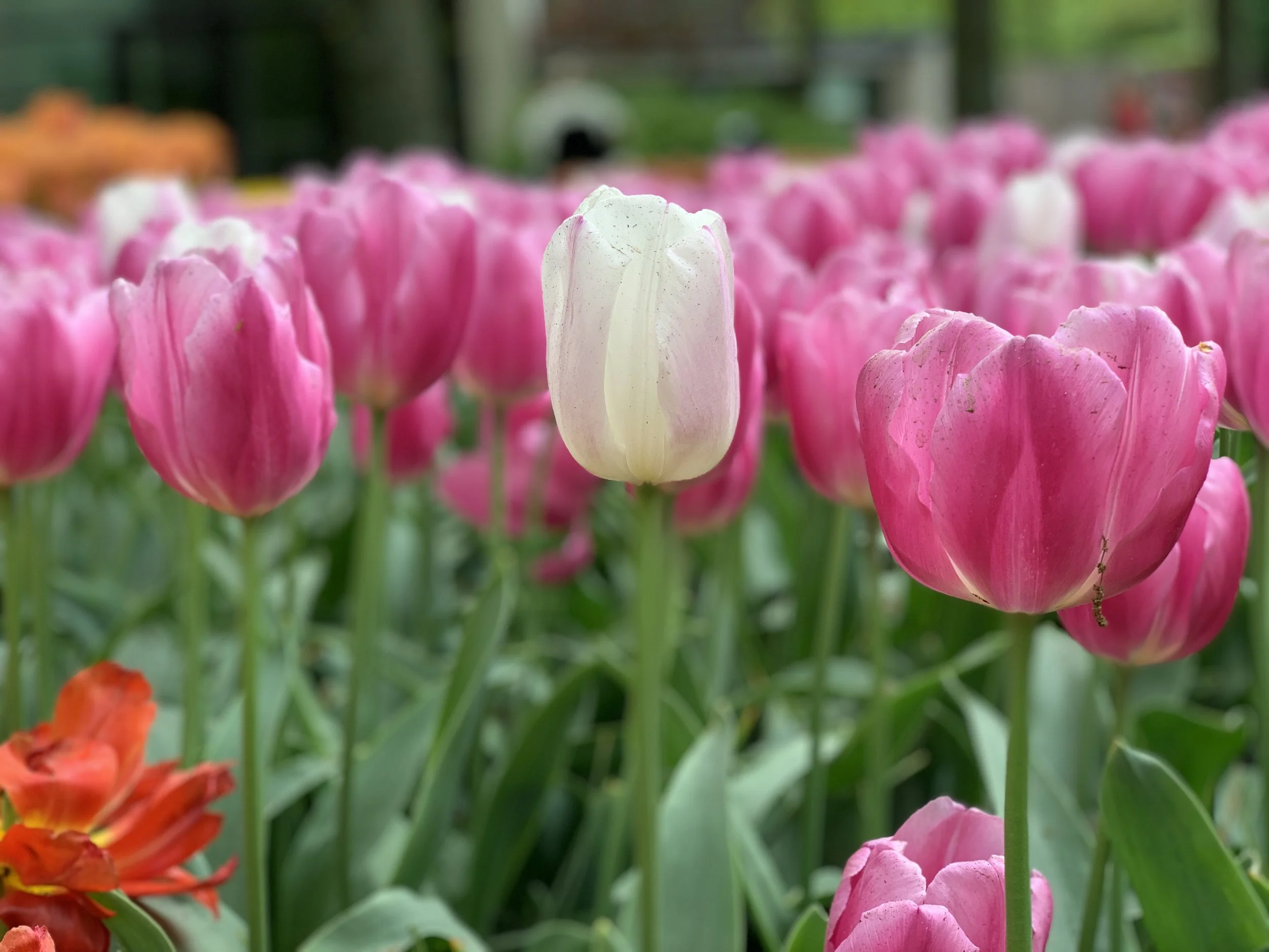 van der Glas & van der Glas