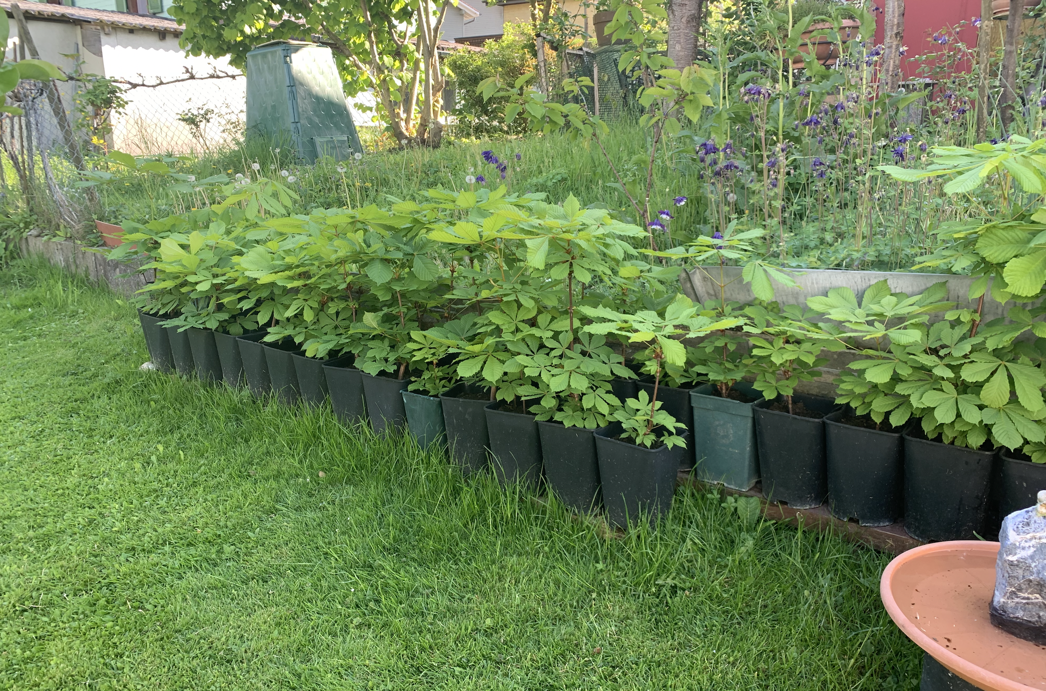 The Mother Tree Nursery