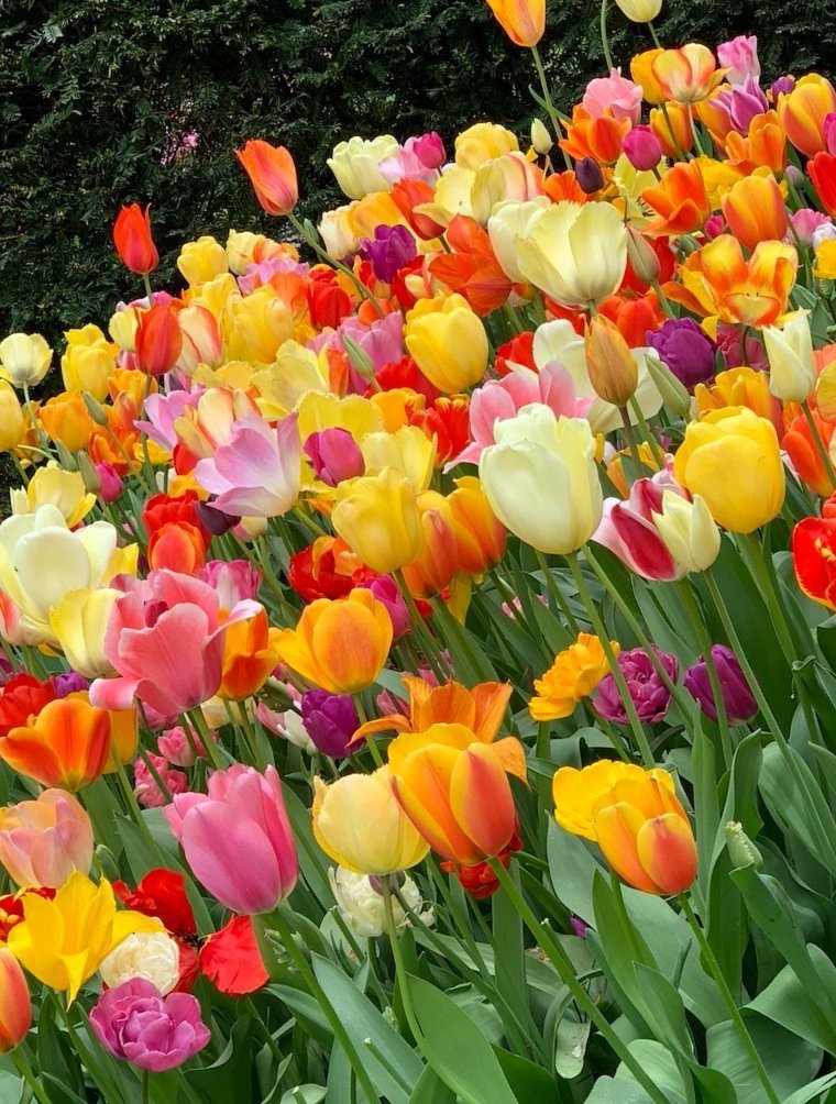 van der Glas & van der Glas