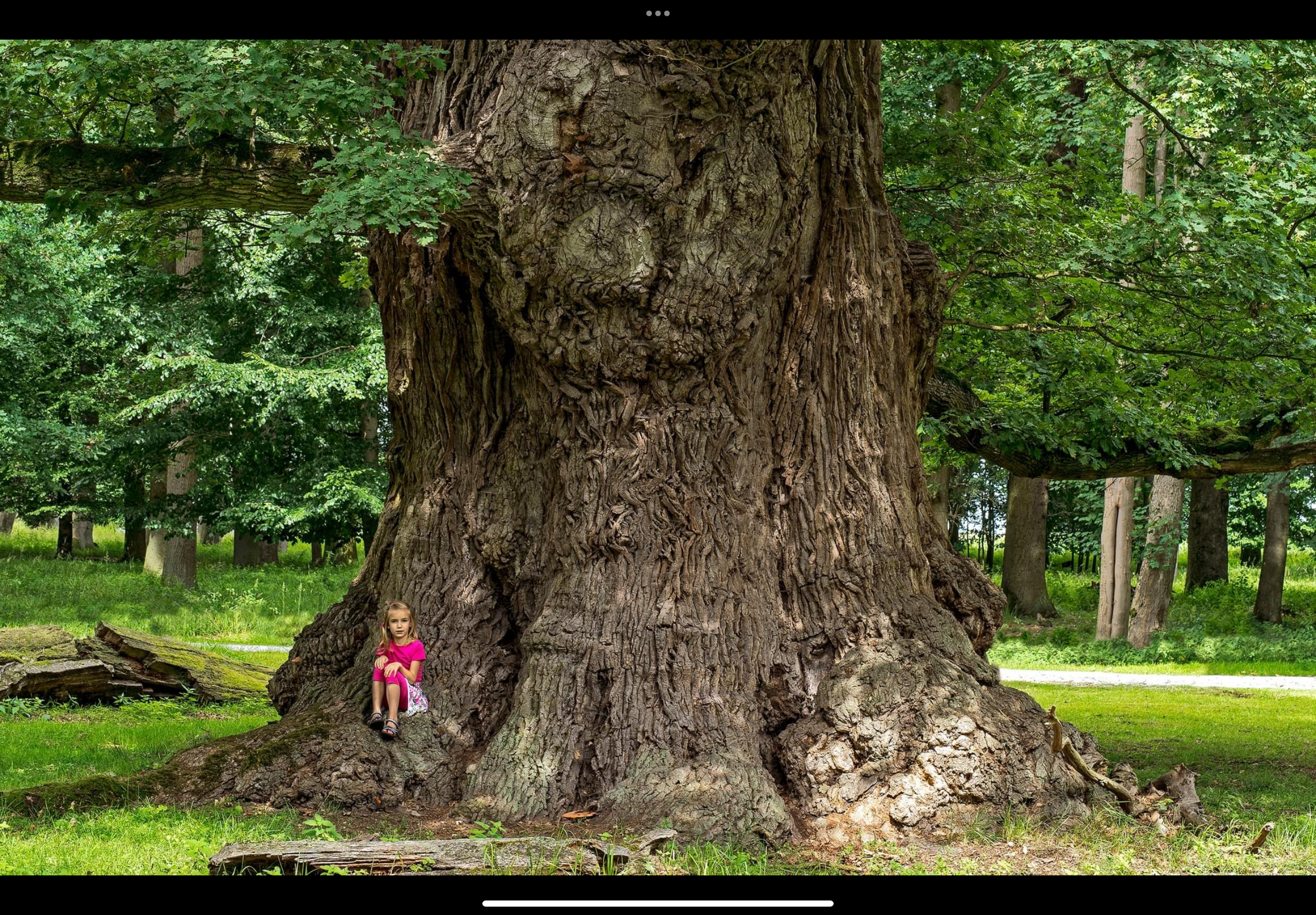 A young girl in a pink dress sitting on a large tree root in a green forest.