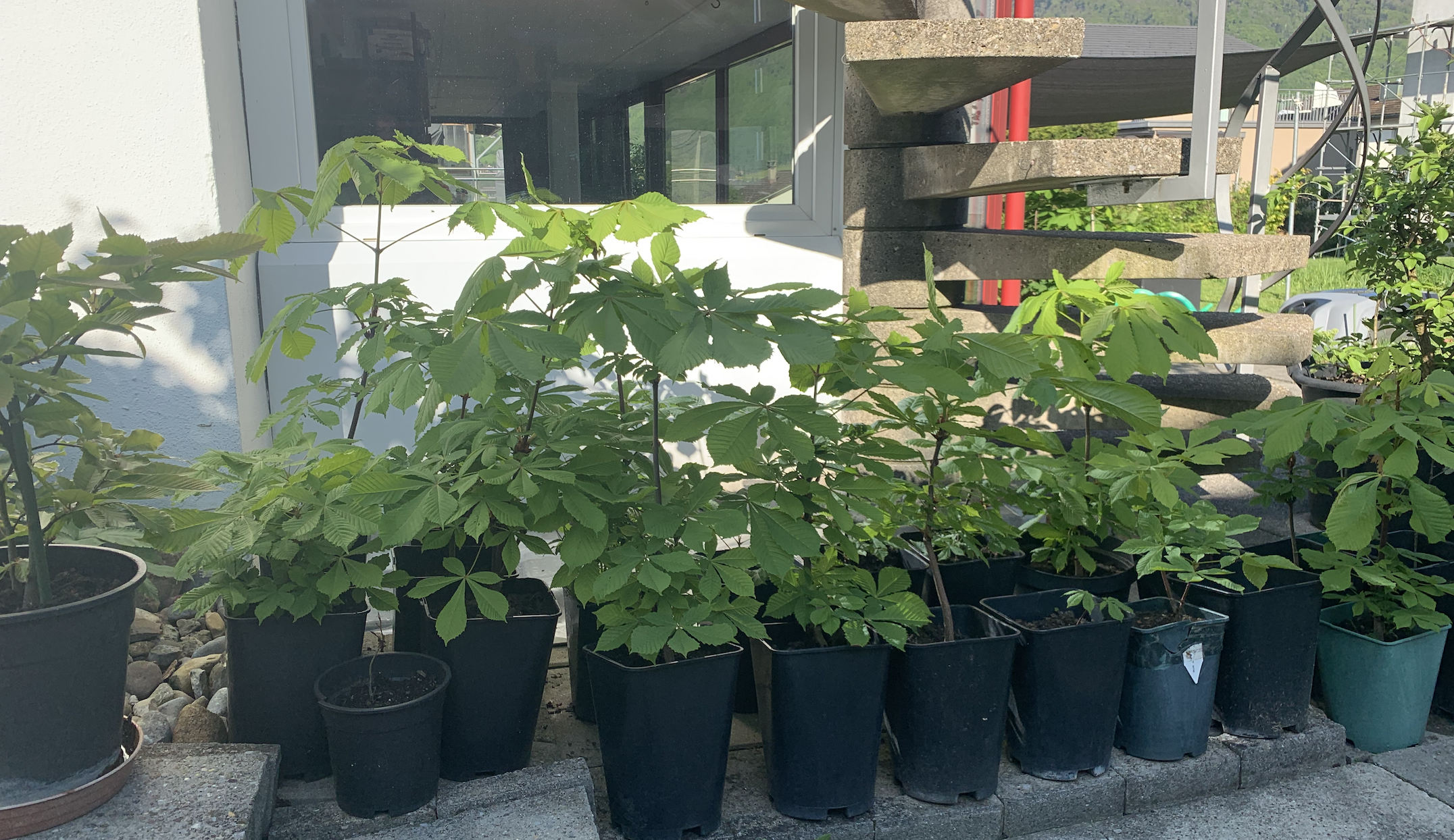 The Mother Tree Nursery