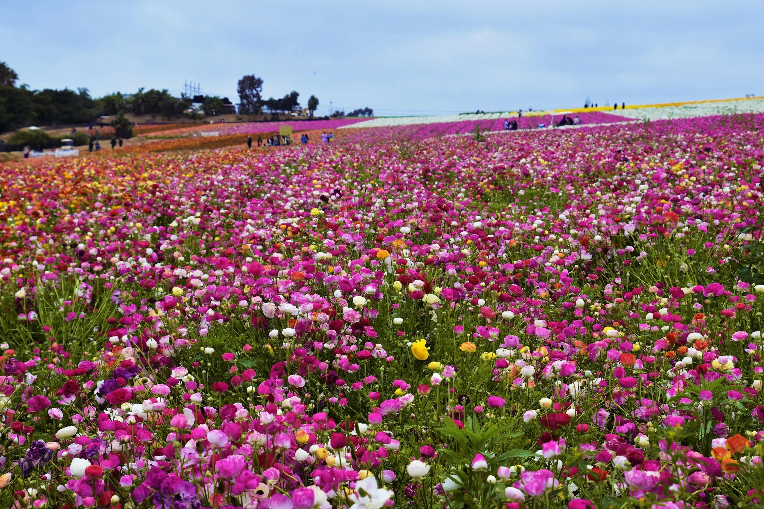 Carlsbad Flower fields