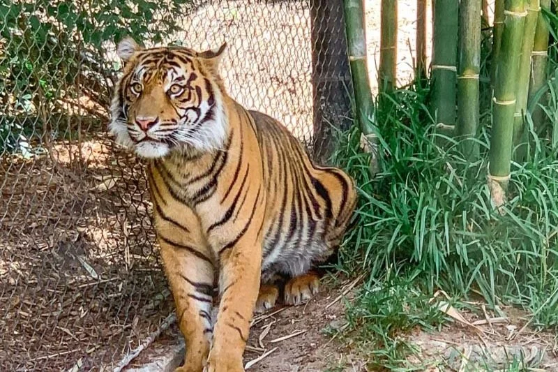 Tiger at San Diego Zoo