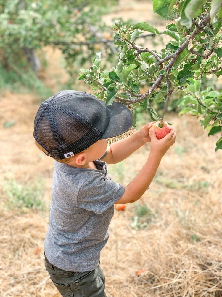 boy picking an apple off of a tree in Julian, CA