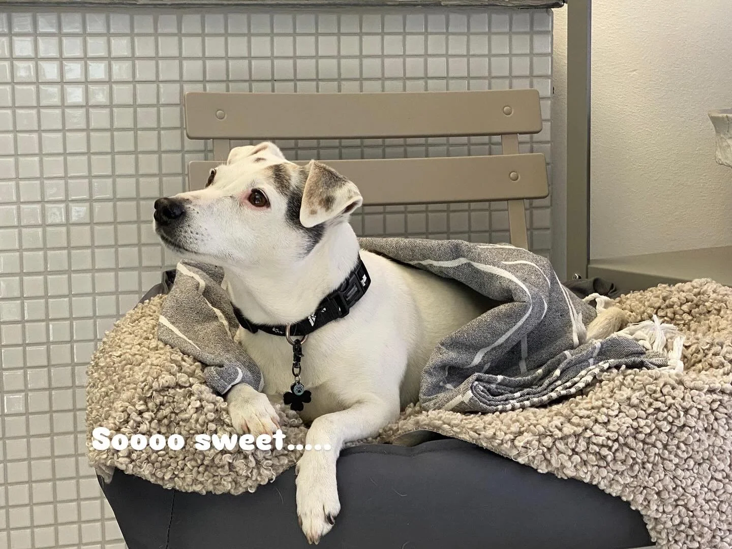 ..M&auml;de 
By Galanterie
#sosweet🤍
#jackrussell