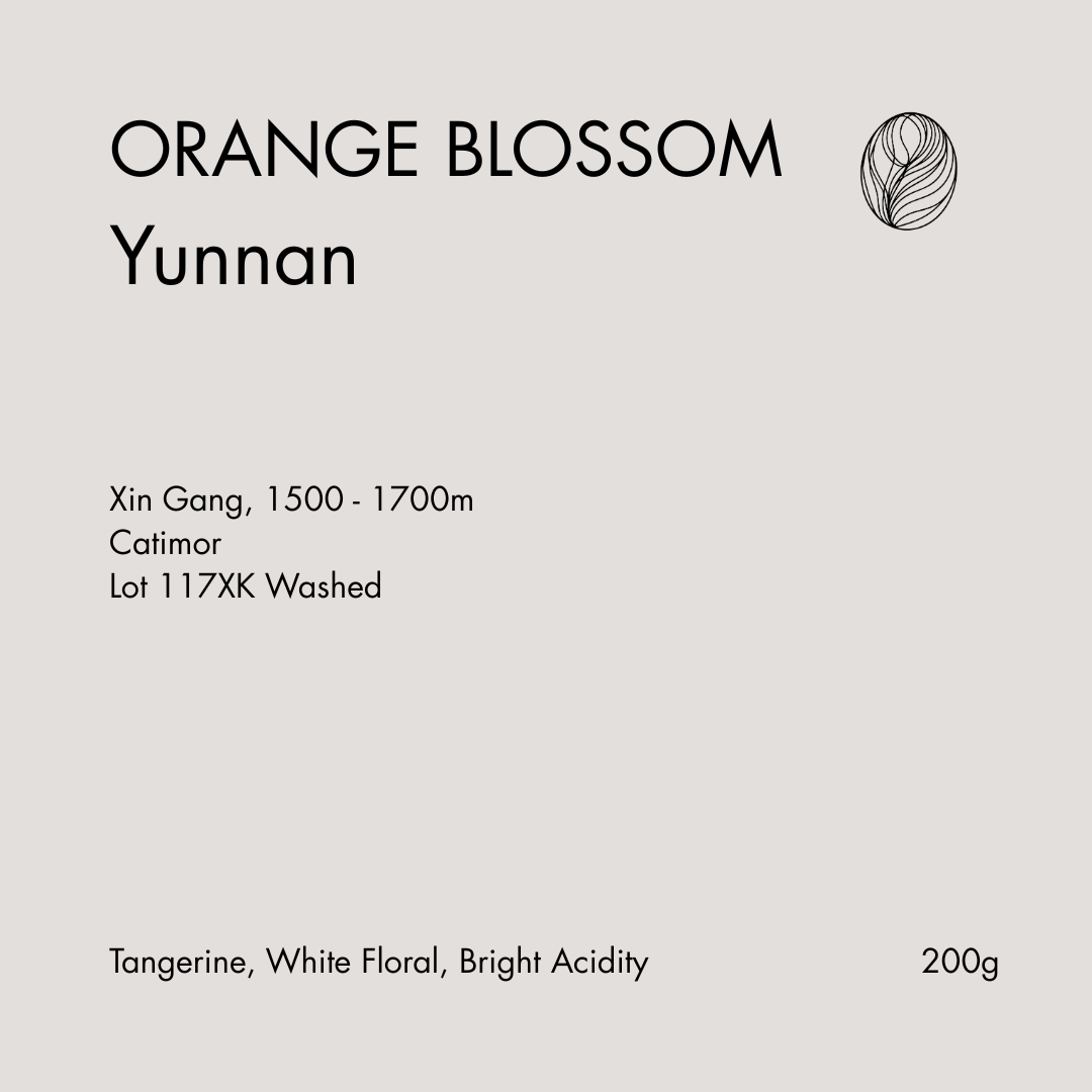 Orange Blossom Yunnan Xingang