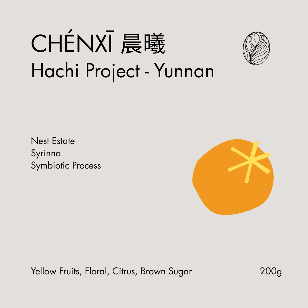 Hachi Yunnan - LOT 33 • 晨熙 (Chénxī)