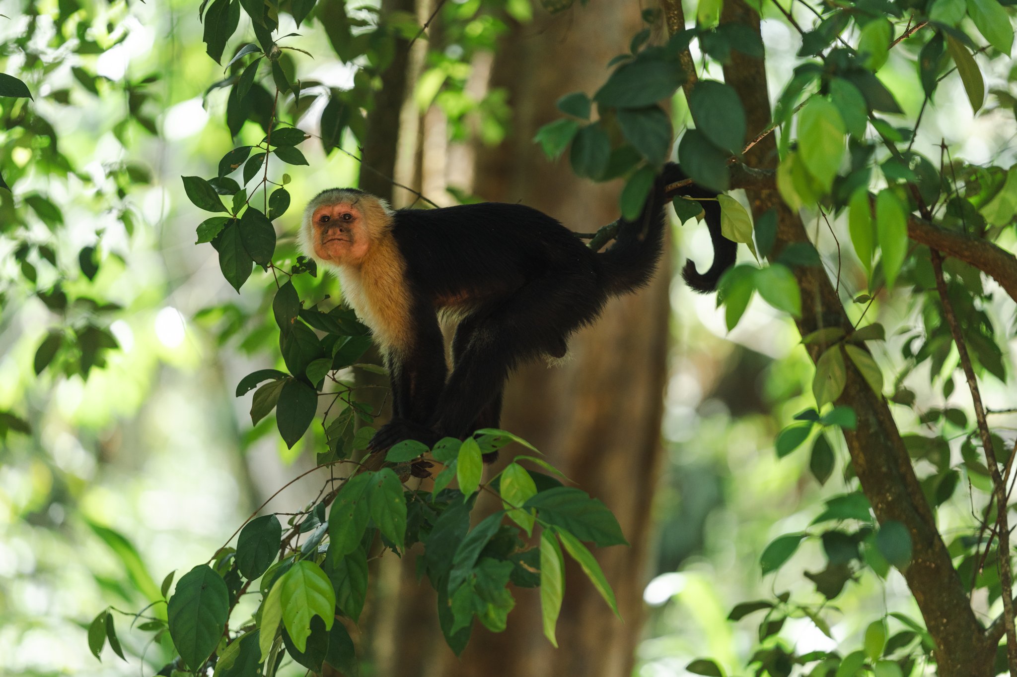 Capuchin monkey 1.jpg