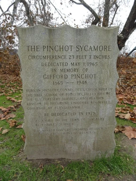 Simsbury Pinchot Sycamore