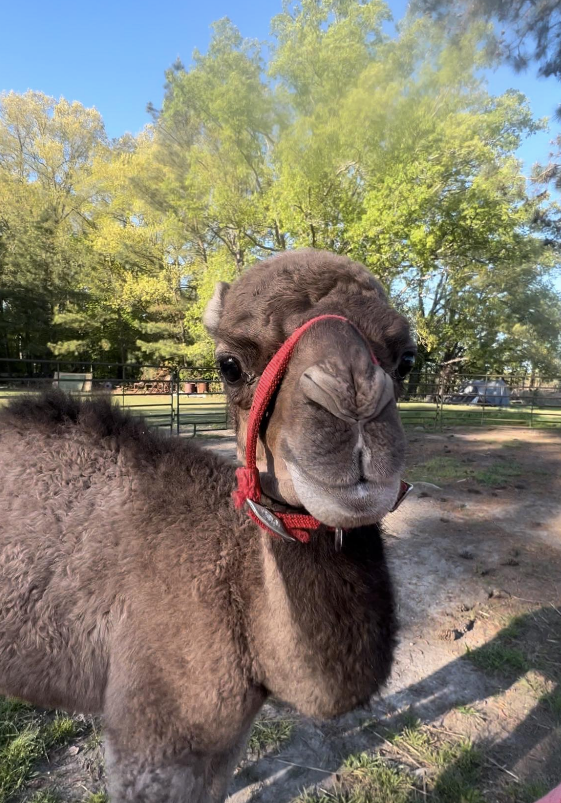 Moses, the Camel