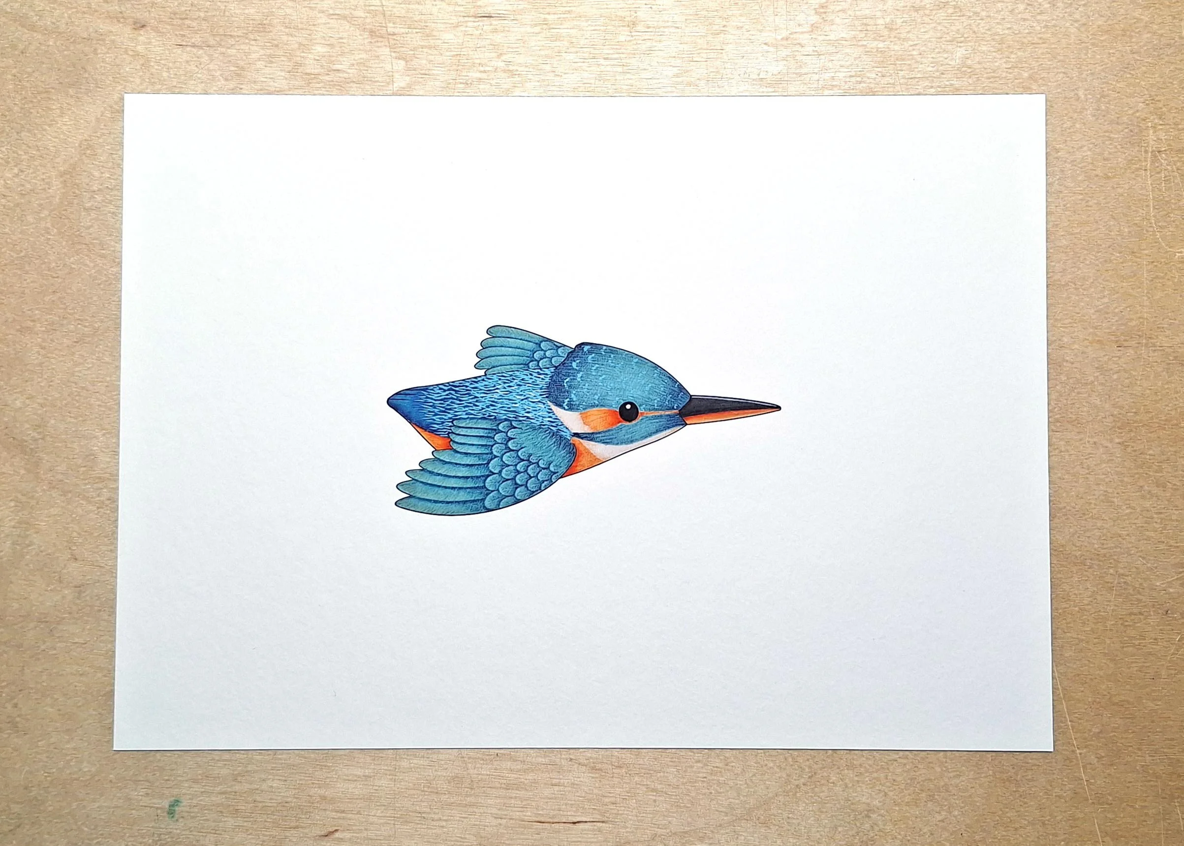 Print Kingfisher Flying.jpg