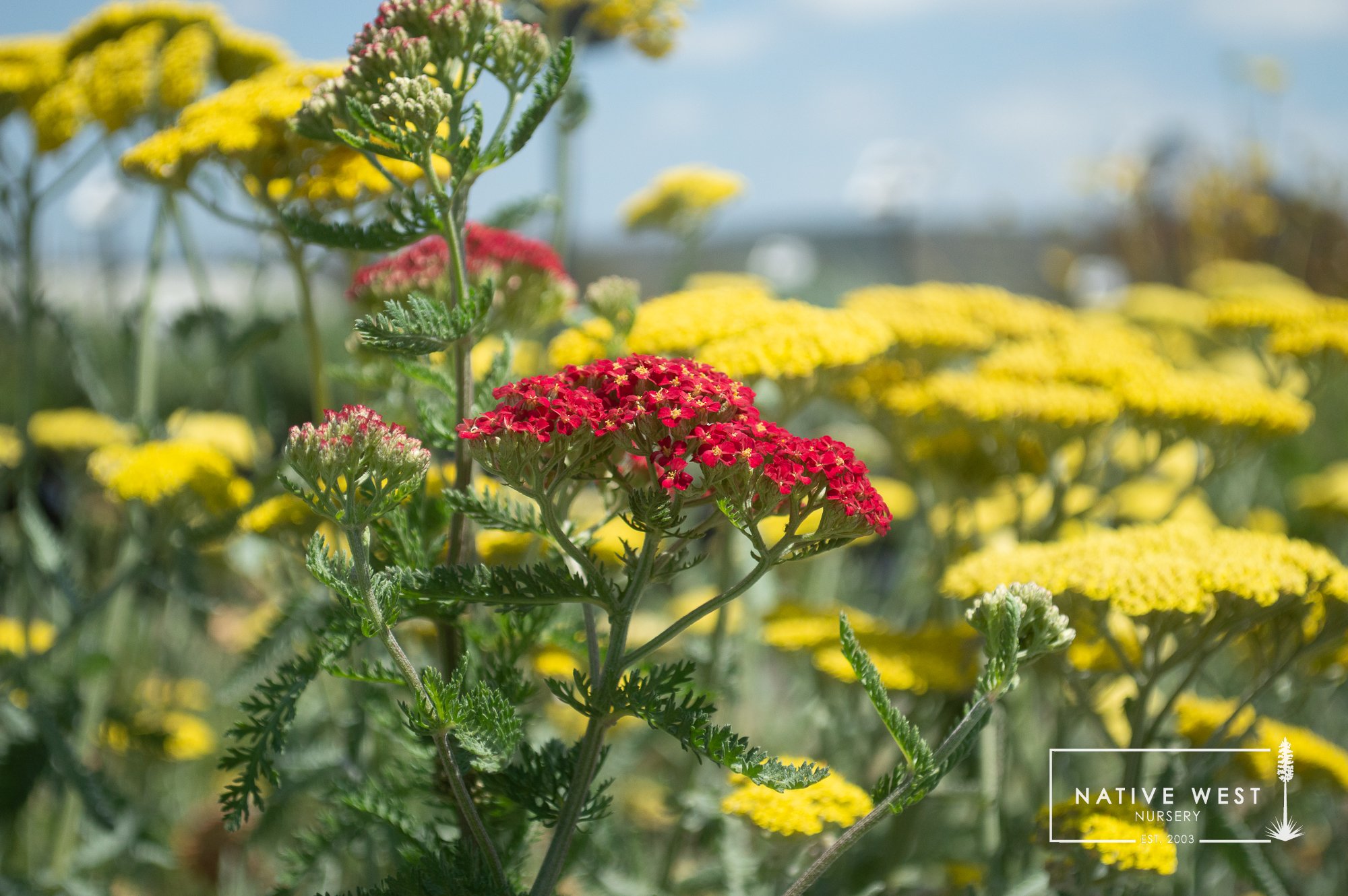  Shown next to Achillea ‘Moonshine’ | Photographed in June 