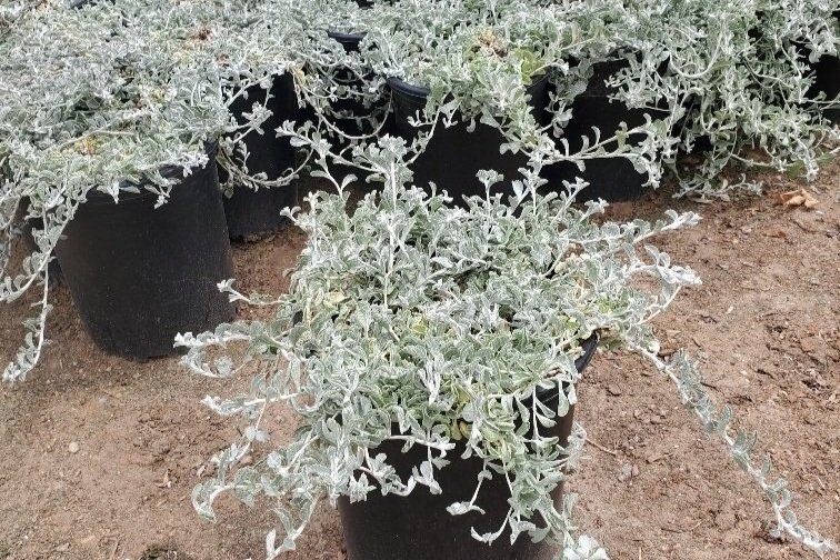 Lessingia%2Bfilaginifolia%2B%2527Silver%2BCarpet%2527%2B5g.jpg