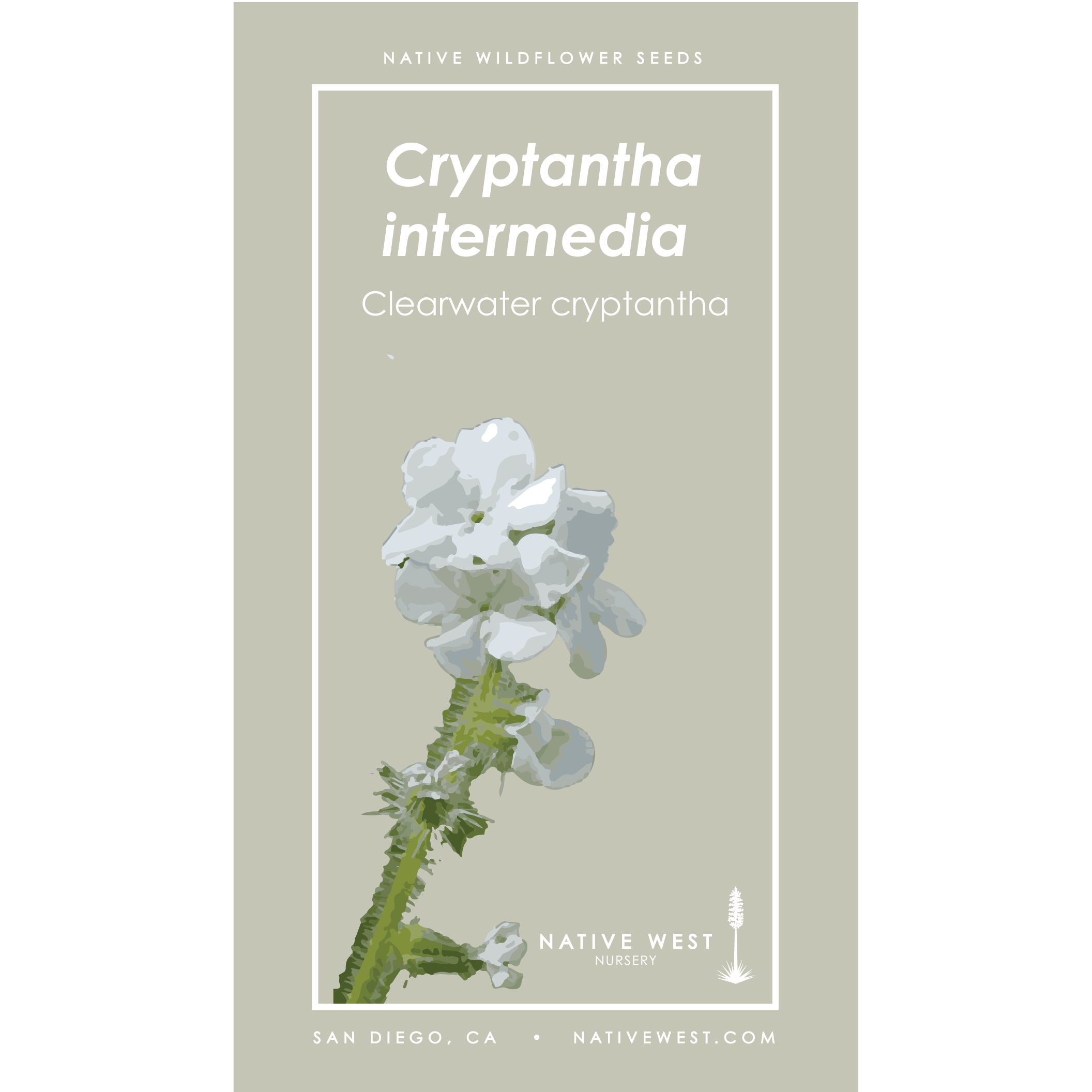 cryptantha.png