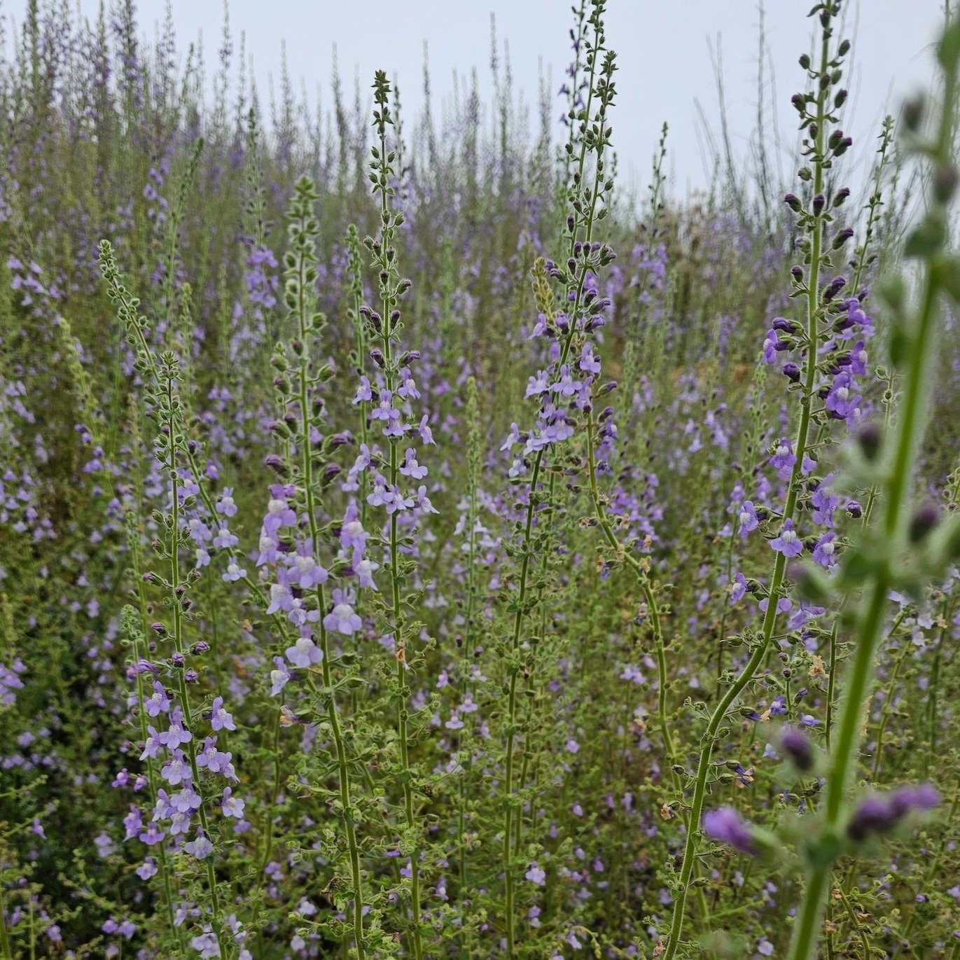 A dense stand of Nuttall's Snapdragon (Antirrhinum nuttallianum) in full bloom, with tall, slender stalks covered in light purple flowers growing in a natural landscape.