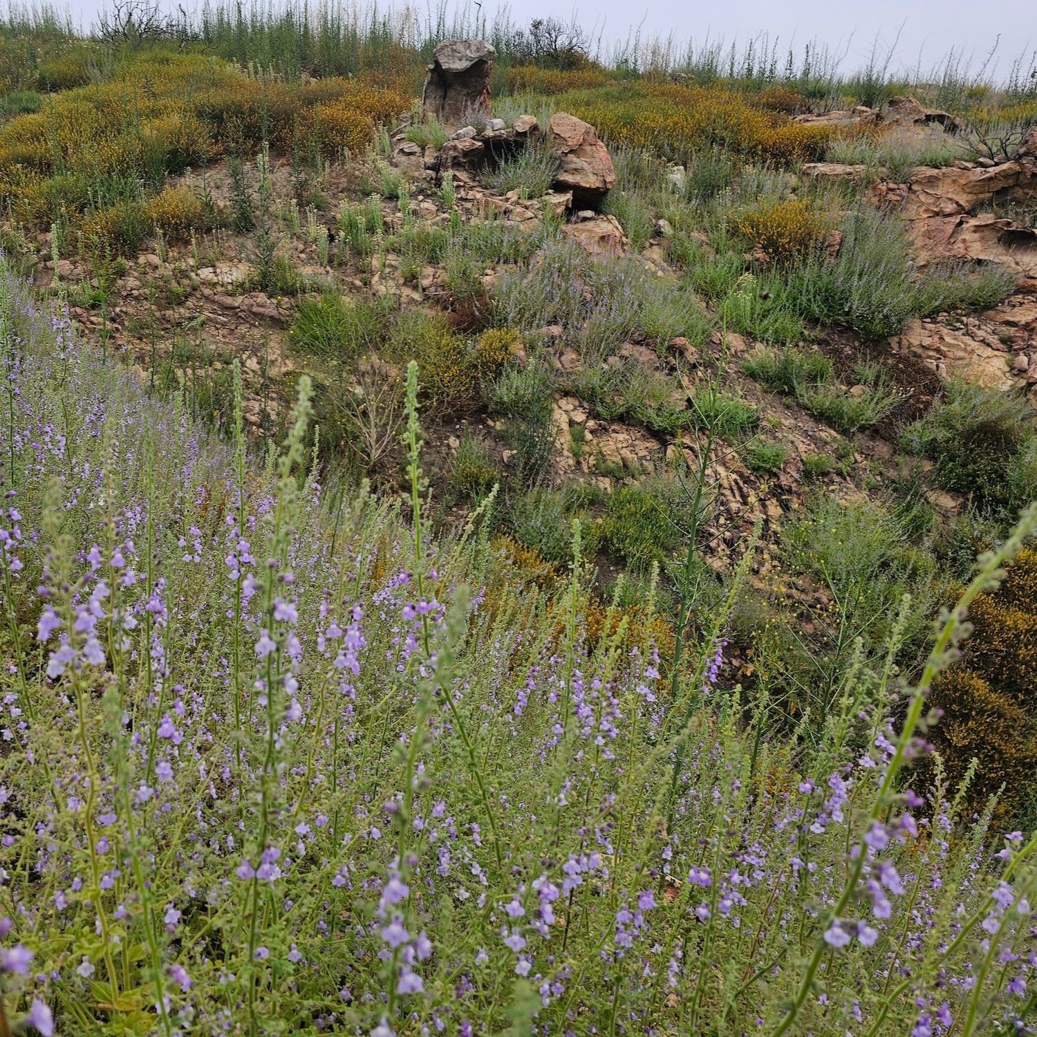A hillside covered in blooming Nuttall's Snapdragon, showcasing the plant's ability to thrive in rugged, rocky terrain.