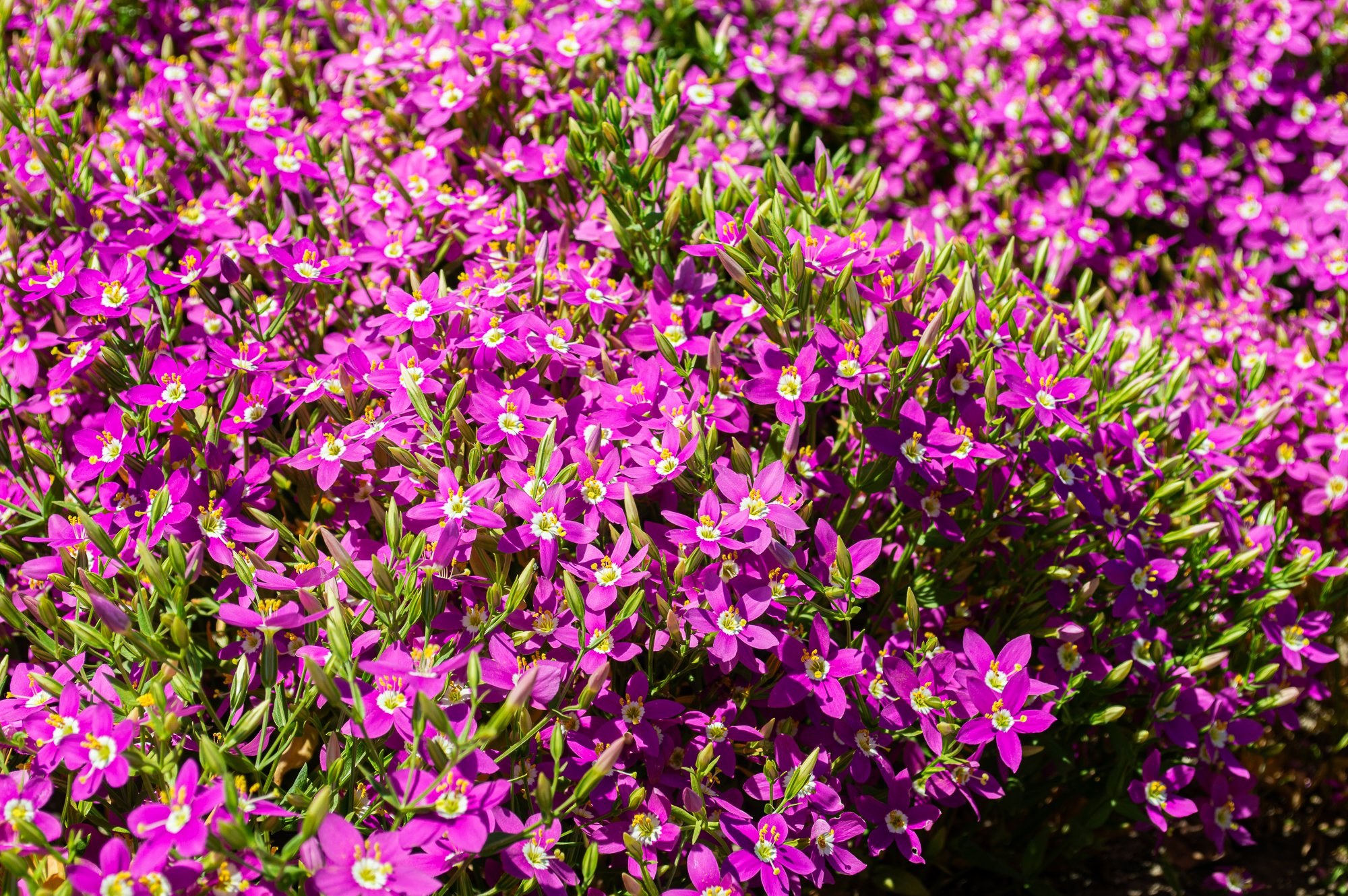 A dense cluster of Zeltnera venustra flowers in full bloom, filling the image with vibrant pink color.