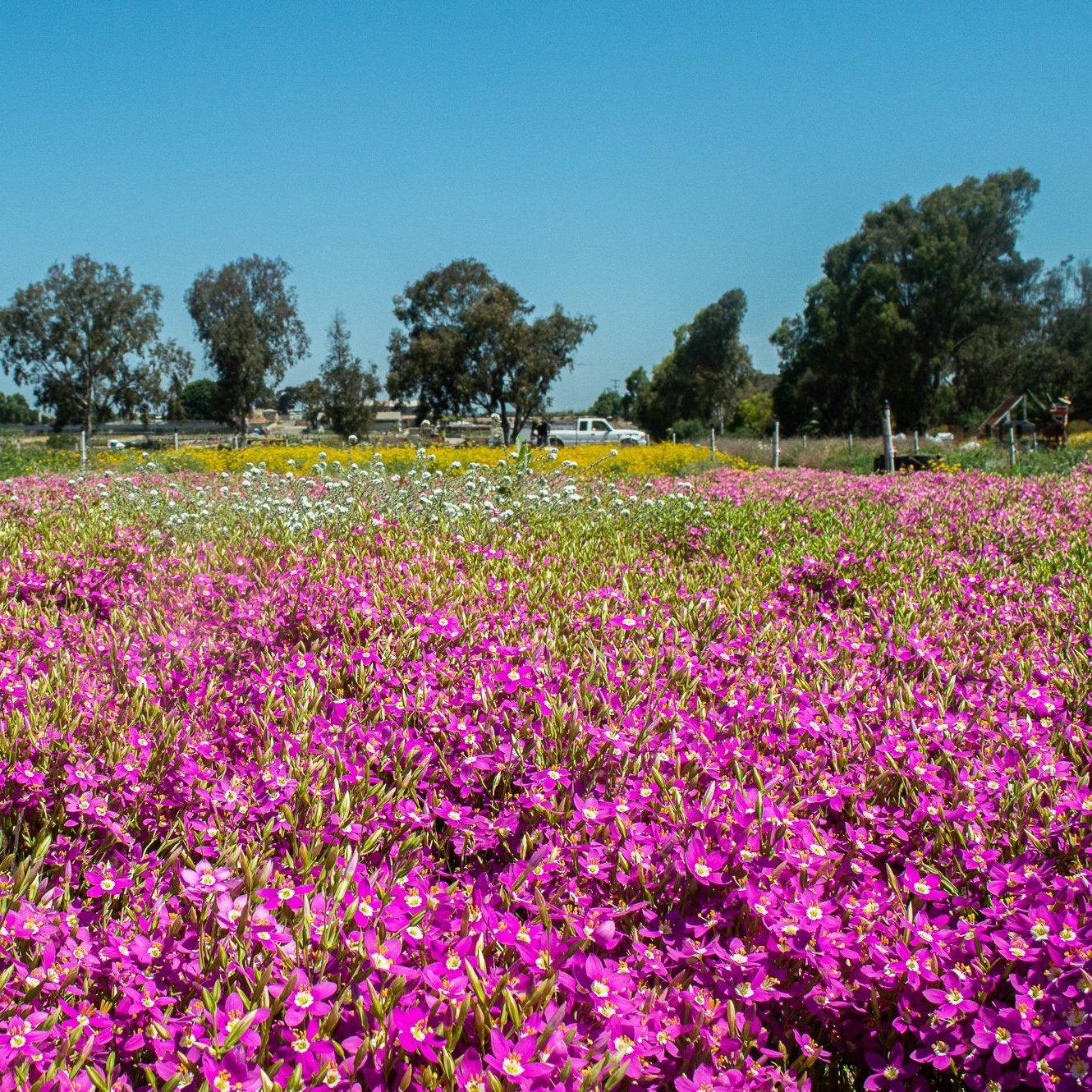 A field covered in Zeltnera venustra flowers, with bright pink blooms stretching towards a line of trees in the background under a clear blue sky.