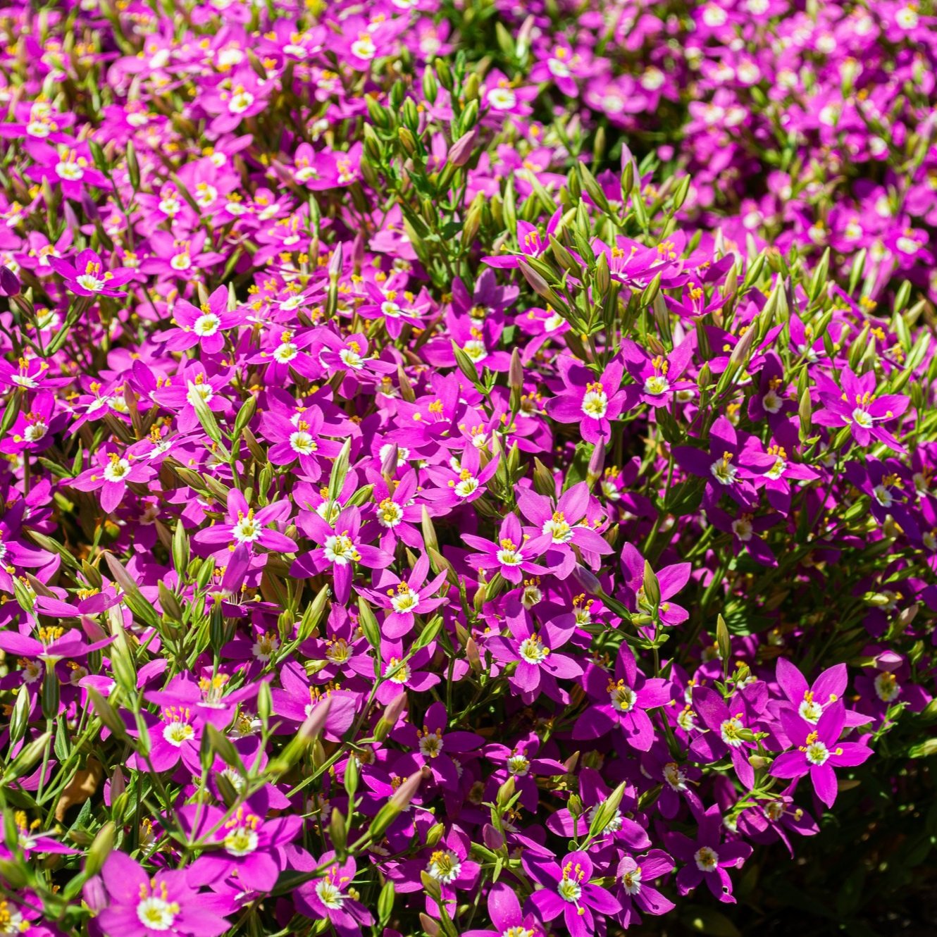 Close-up image of Zeltnera venustra flowers, showcasing their vivid pink petals and delicate green foliage.