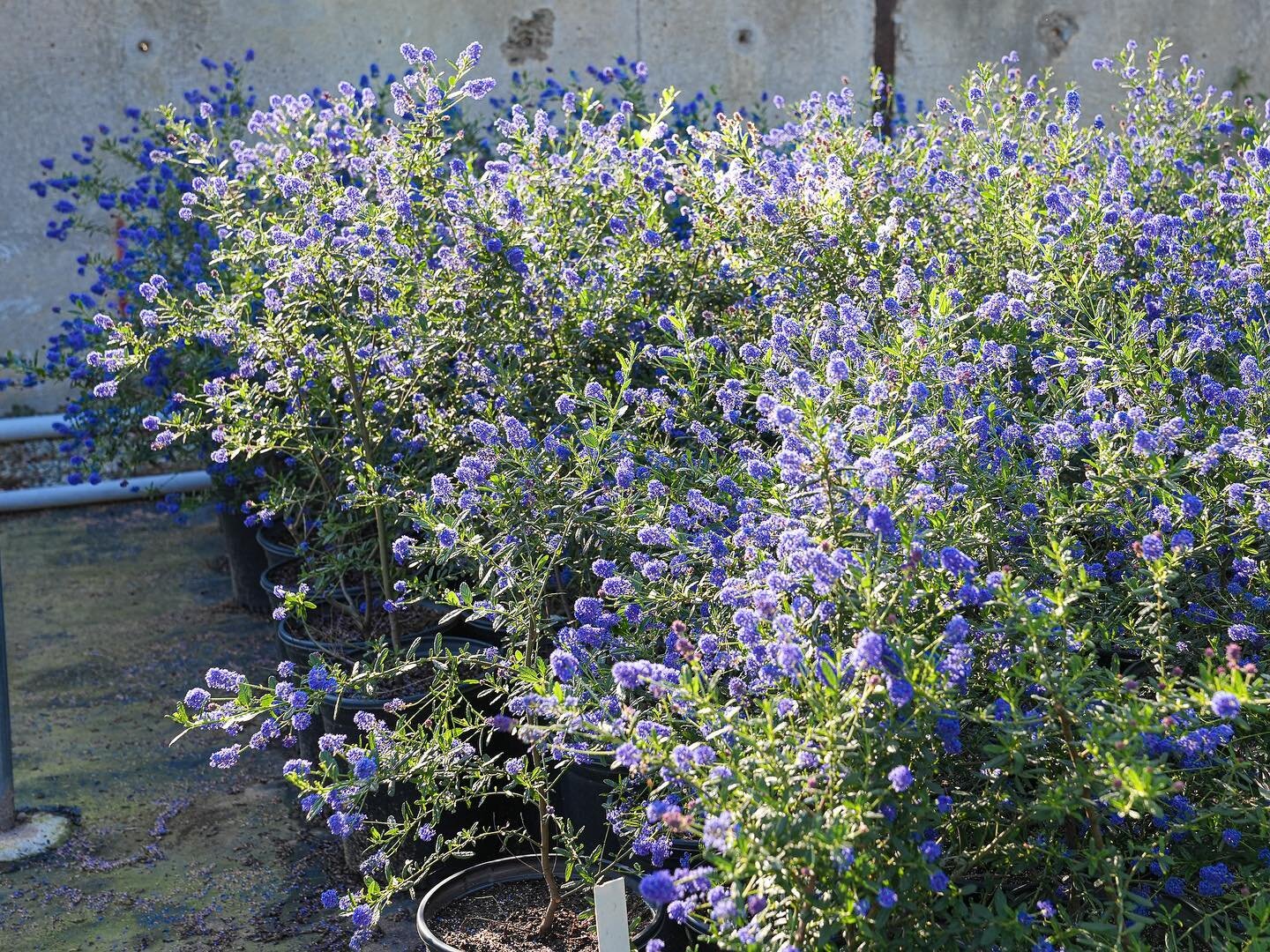 Do the hills seem bluer than usual?

Shout out to our native Ceanothus (aka California Lilac) for having an exceptionally floriferous year! They are in full bloom here at the nursery and in the wild. Get outside and take a hike to view them in all th