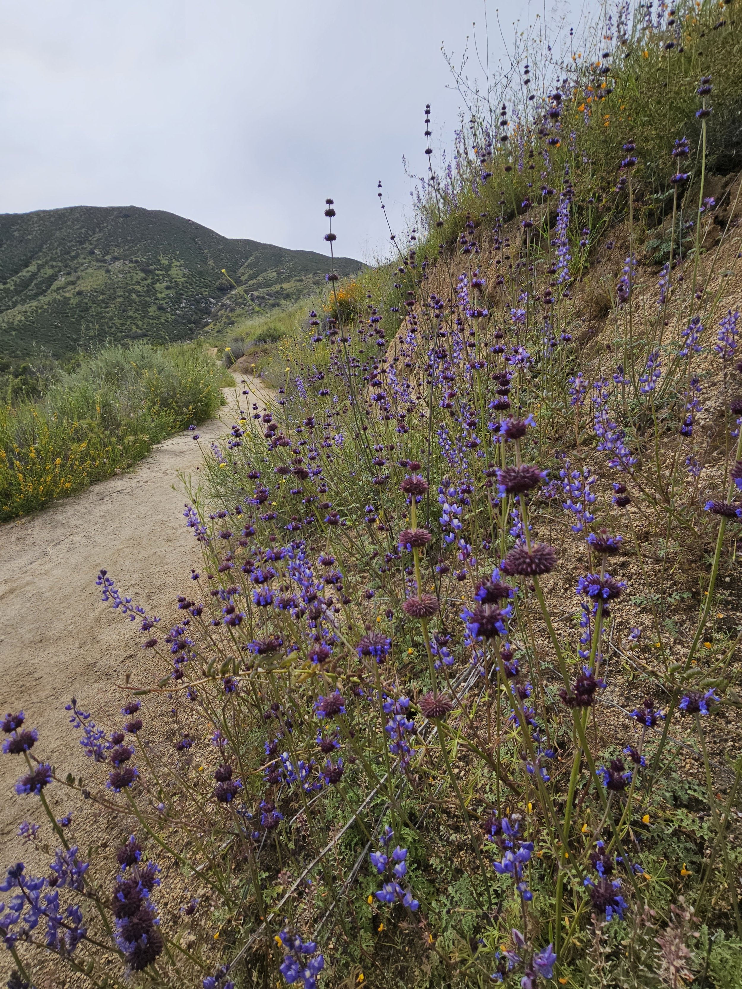 Chia plants blooming along a hillside trail with vibrant purple flowers, surrounded by green vegetation and a mountainous backdrop.