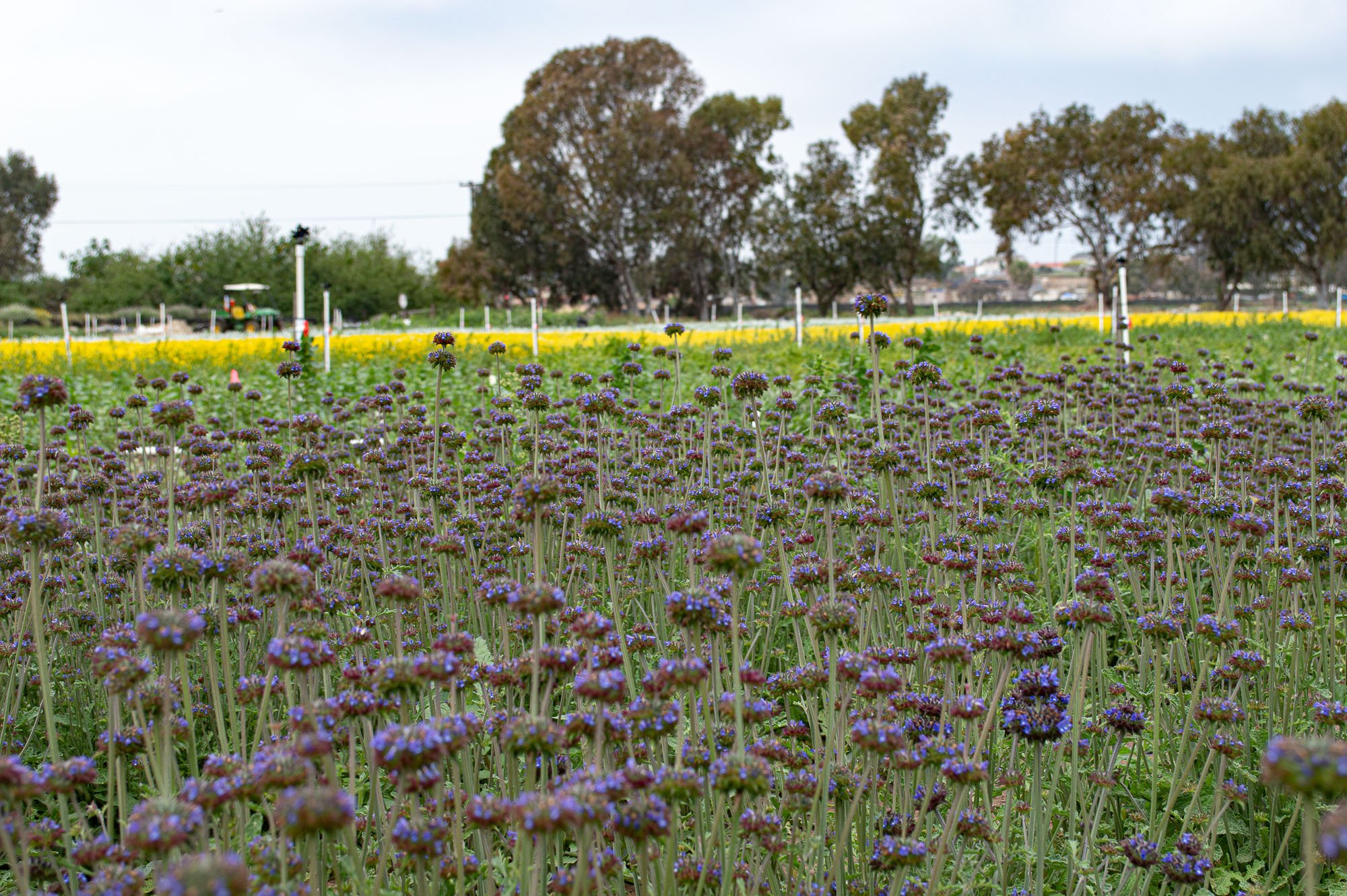 A large field densely populated with blooming Chia plants, their purple flowers standing out against the green landscape, with trees in the background.