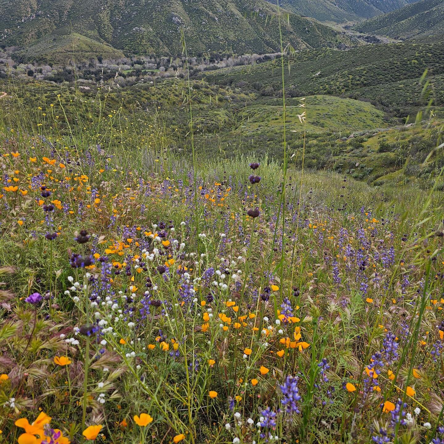 The Lupines are ready at The Little Barn &ndash; come get your mini seed factories! For the first time ever, we are excited to have three species of Lupine available in 2.5&rdquo; rose pots at The Little Barn. Get a jump start on a beautiful wildflow