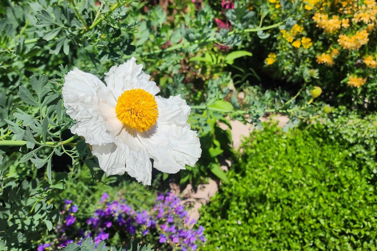 It&rsquo;s &ldquo;fried egg&rdquo; season! This poppy is big, bold, with a bit of a rebellious side. Reluctant to conform to your garden boundaries, it prefers to sprawl out. So, if you&rsquo;re looking to add some sprawling drama to your yard, say h