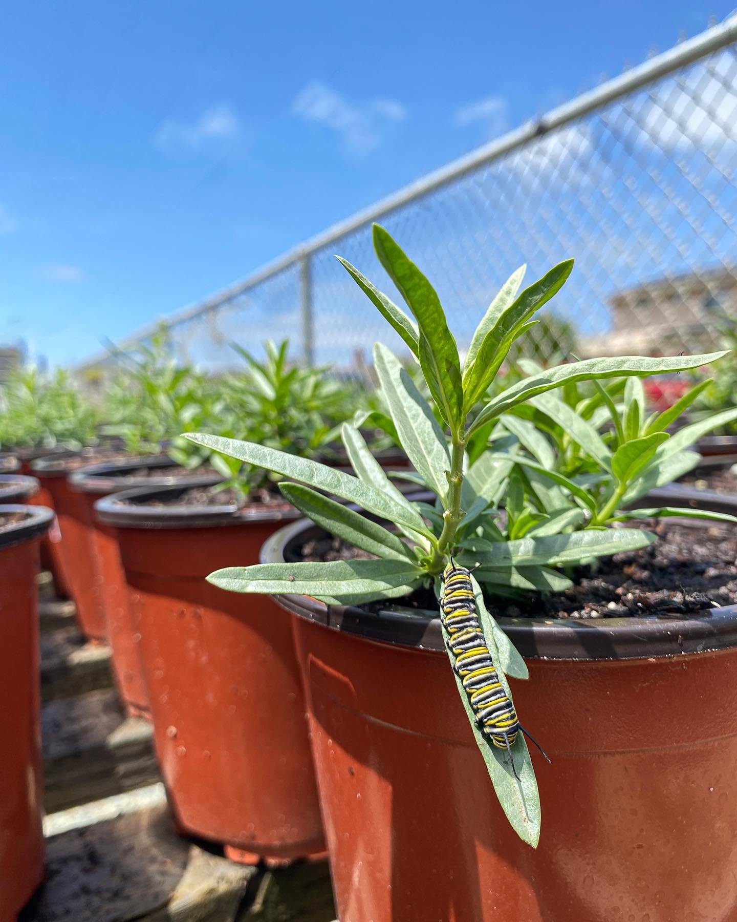 It&rsquo;s milkweed time - let the caterpillar feasting begin! We currently have two species of native milkweed ready for purchase:&nbsp;
&nbsp;
&bull; Narrow Leaf Milkweed (Asclepias fascicularis) &bull;
$10 for a 1 gallon&nbsp; Probably the single 
