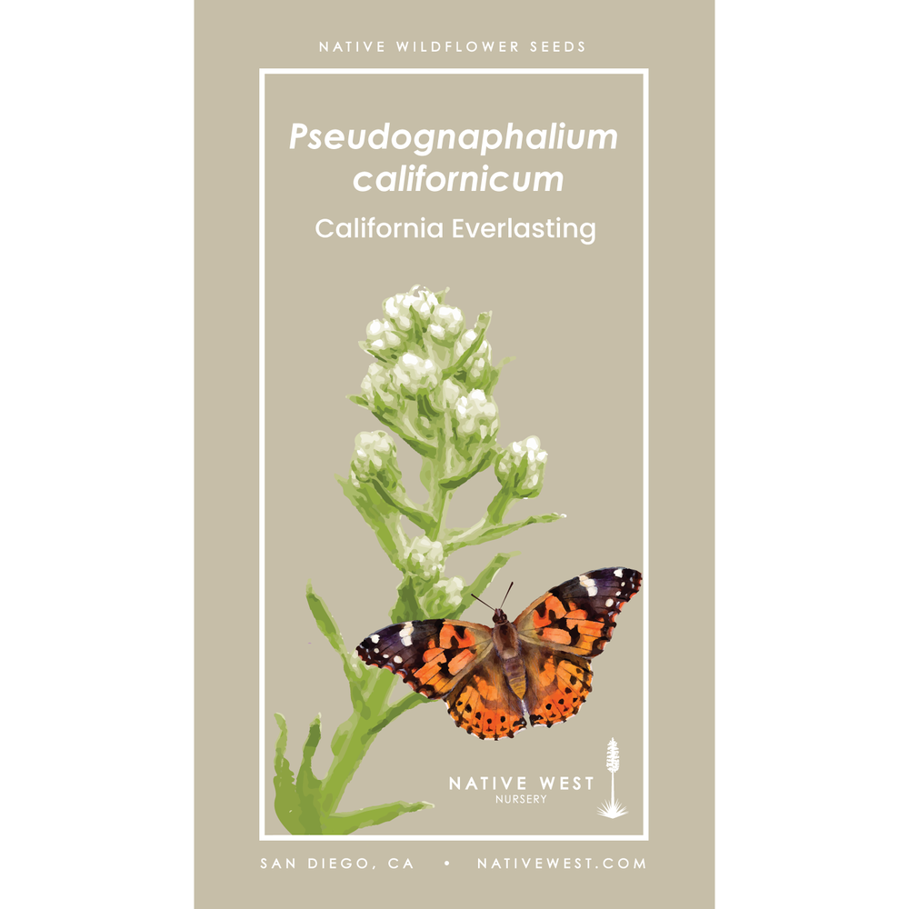 Pseudognaphalium californicum (California Everlasting) Seeds  Native West  Nursery - California Native Plants