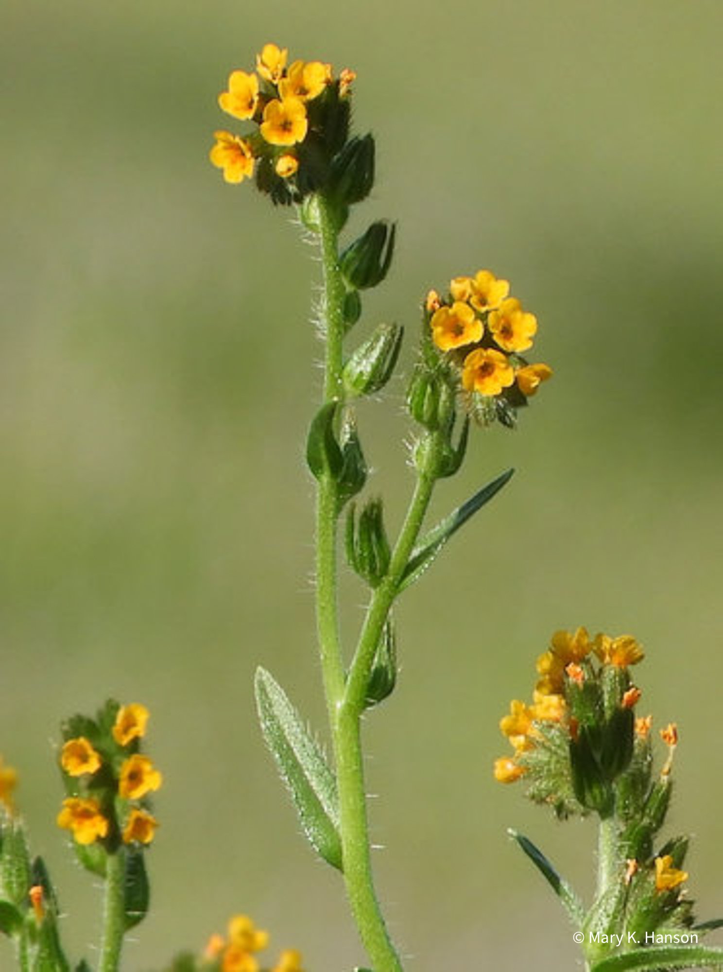 Close-up of a Menzies' Fiddleneck plant in bloom, showing its coiled stem and clusters of small, vibrant orange-yellow flowers against a blurred green background
