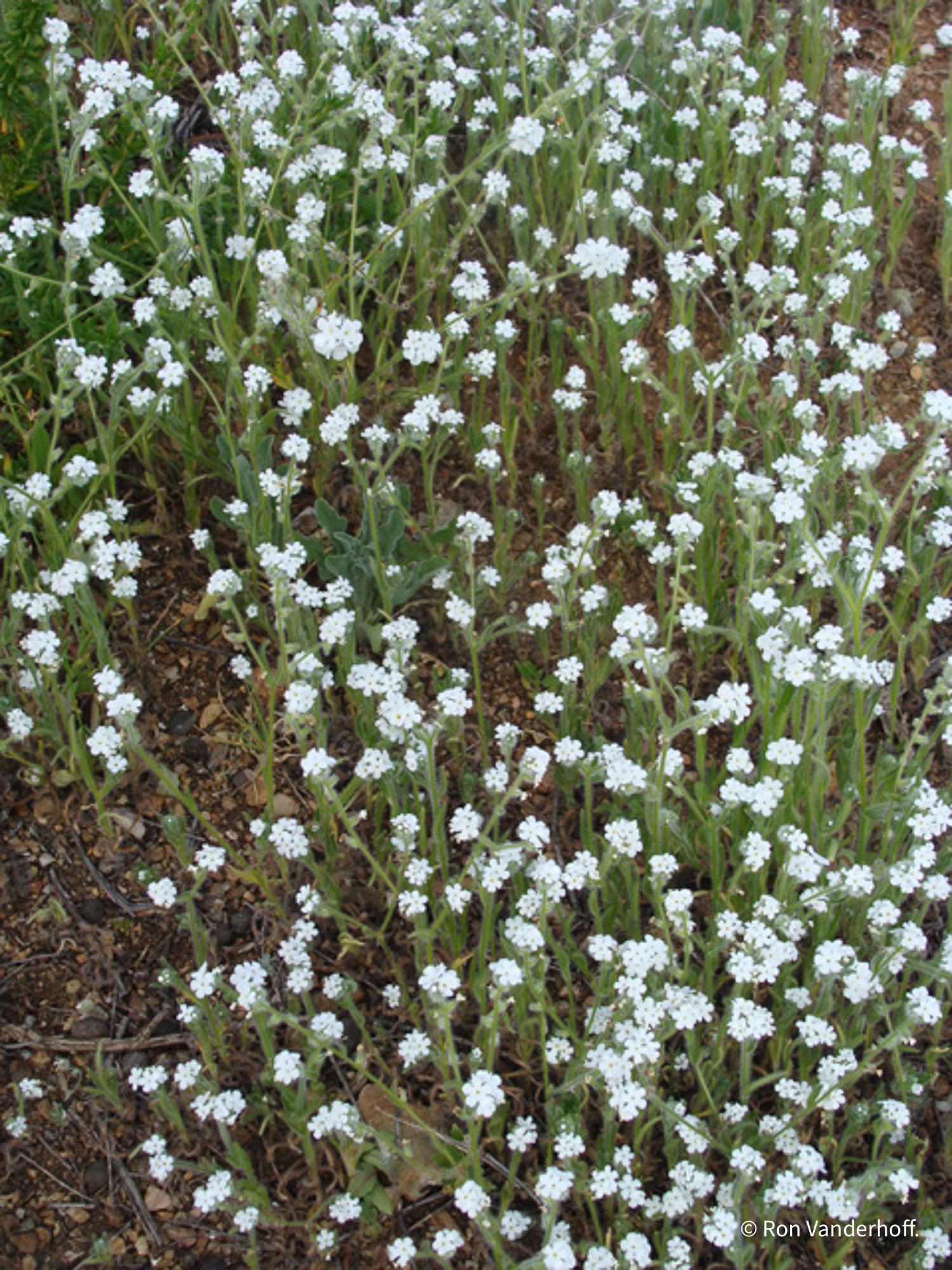 Cryptantha intermedia4-3.jpg