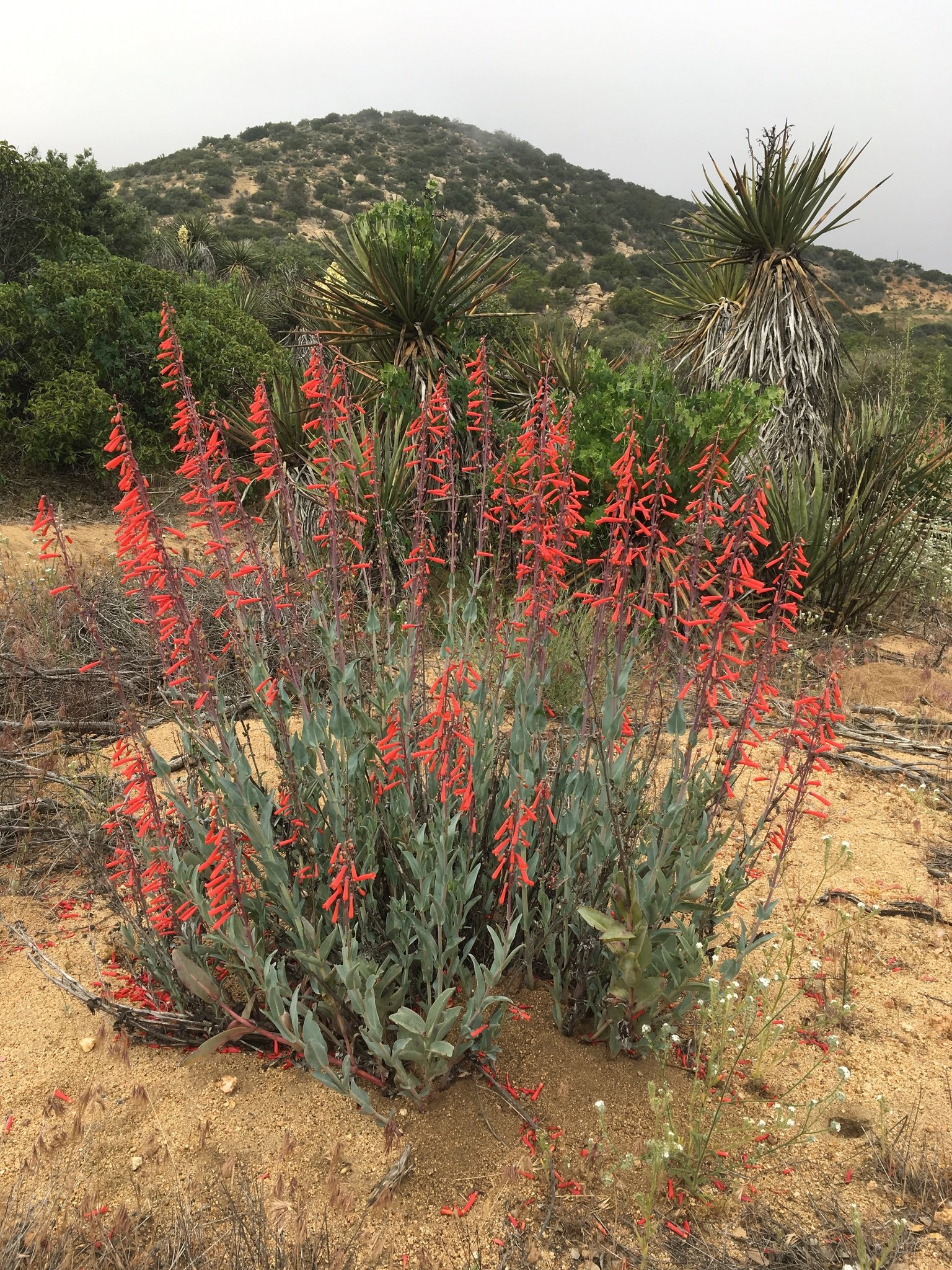 A group of Scarlet Bugler (Penstemon centranthifolius) plants in full bloom, displaying bright red tubular flowers against a backdrop of desert scrub and rocky hills.