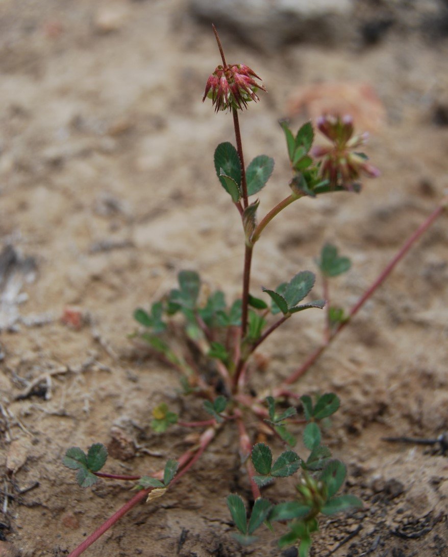 Photo of a Foothill Clover plant growing in sandy soil, with small pinkish-purple flower clusters and green leaves.