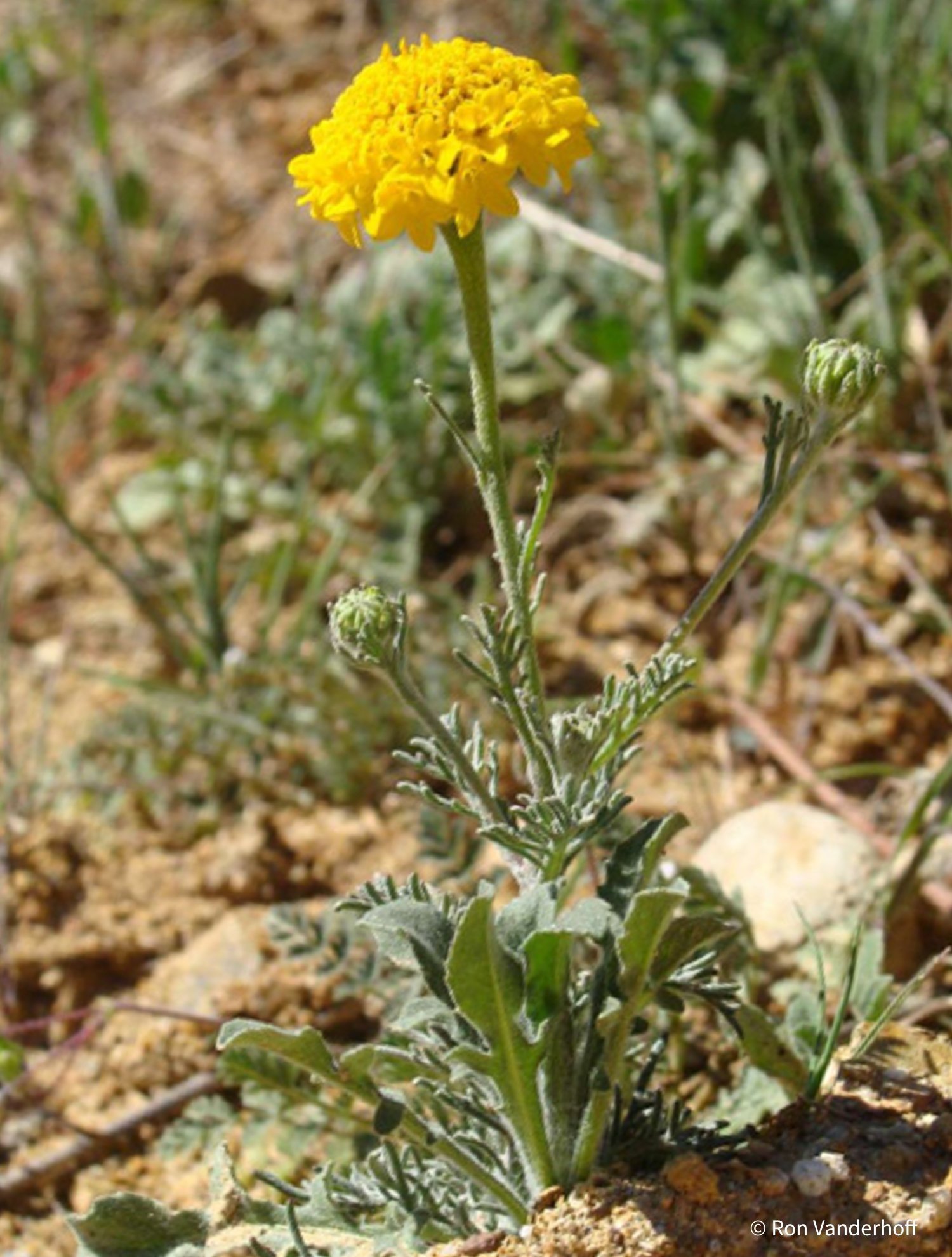 Close-up photo of a Yellow Pincushion flower growing in a natural, dry environment with some surrounding vegetation.