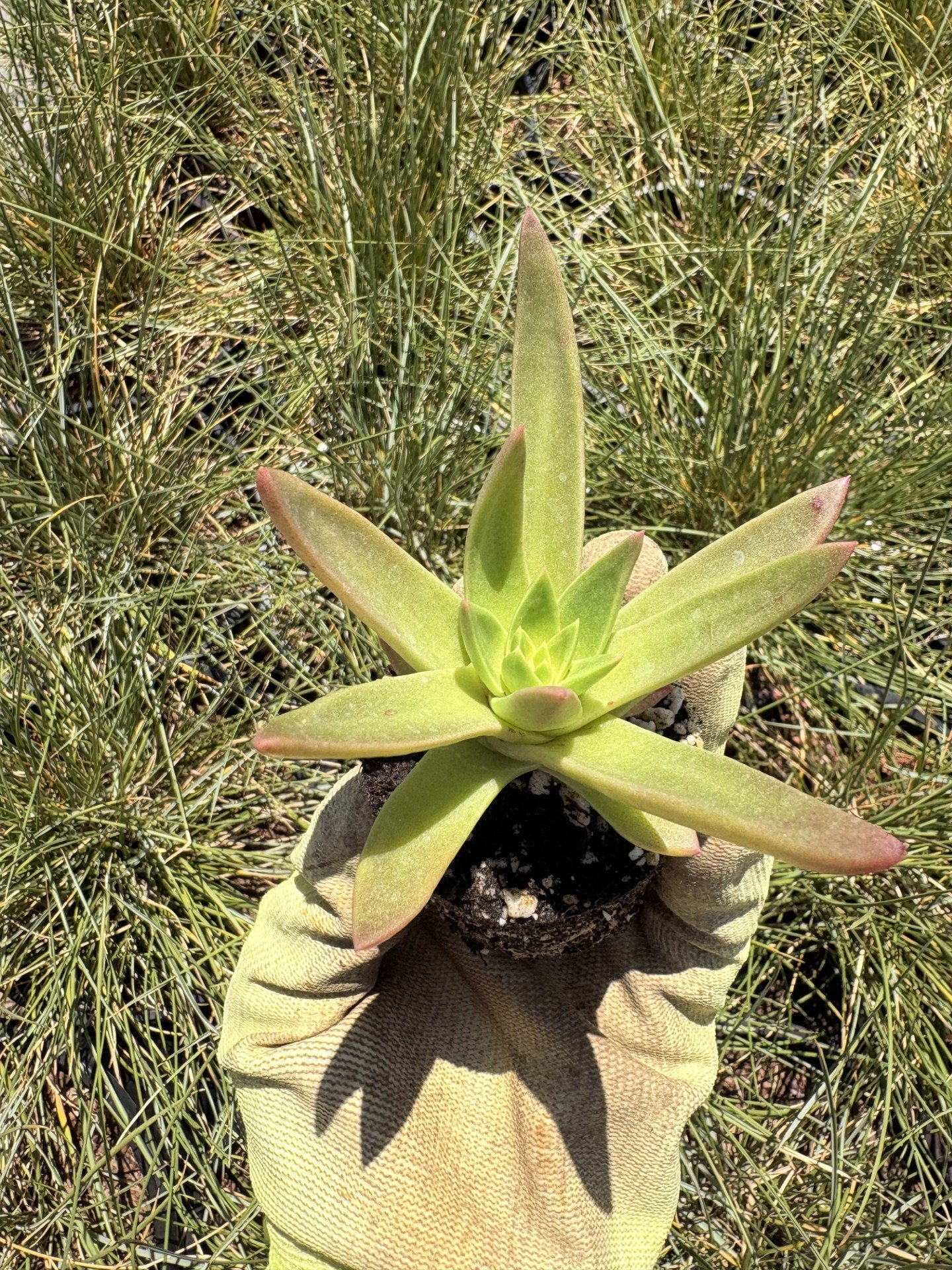 Dudleya farinosa 2" Plug