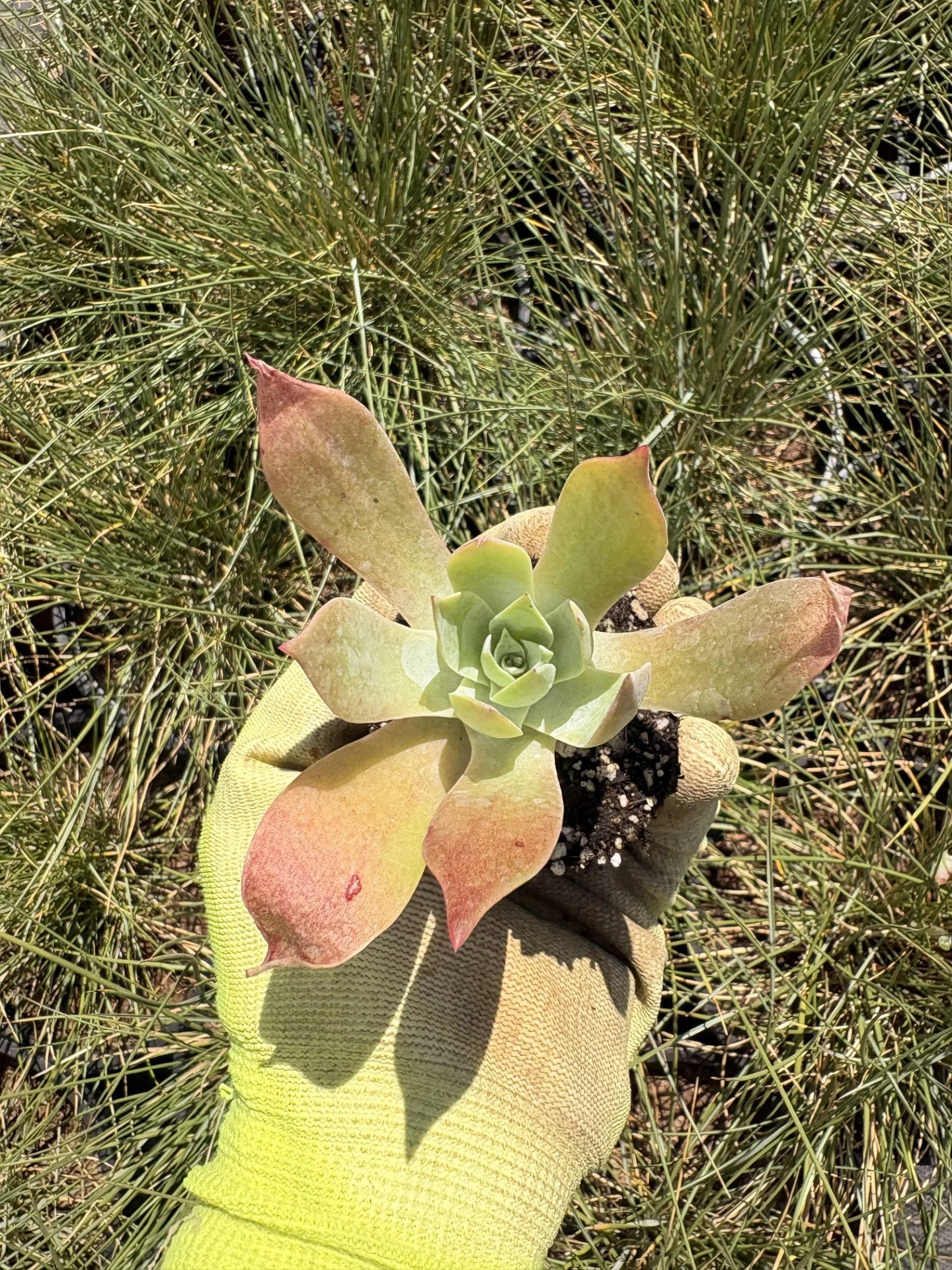 Dudleya pulverulenta 2" Plug