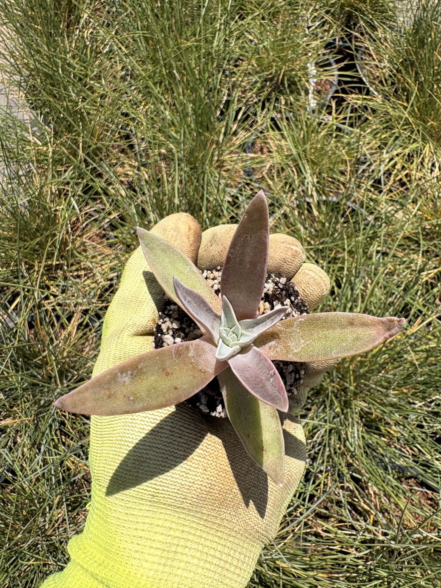 Dudleya saxosa ssp. aloides 2" Plug