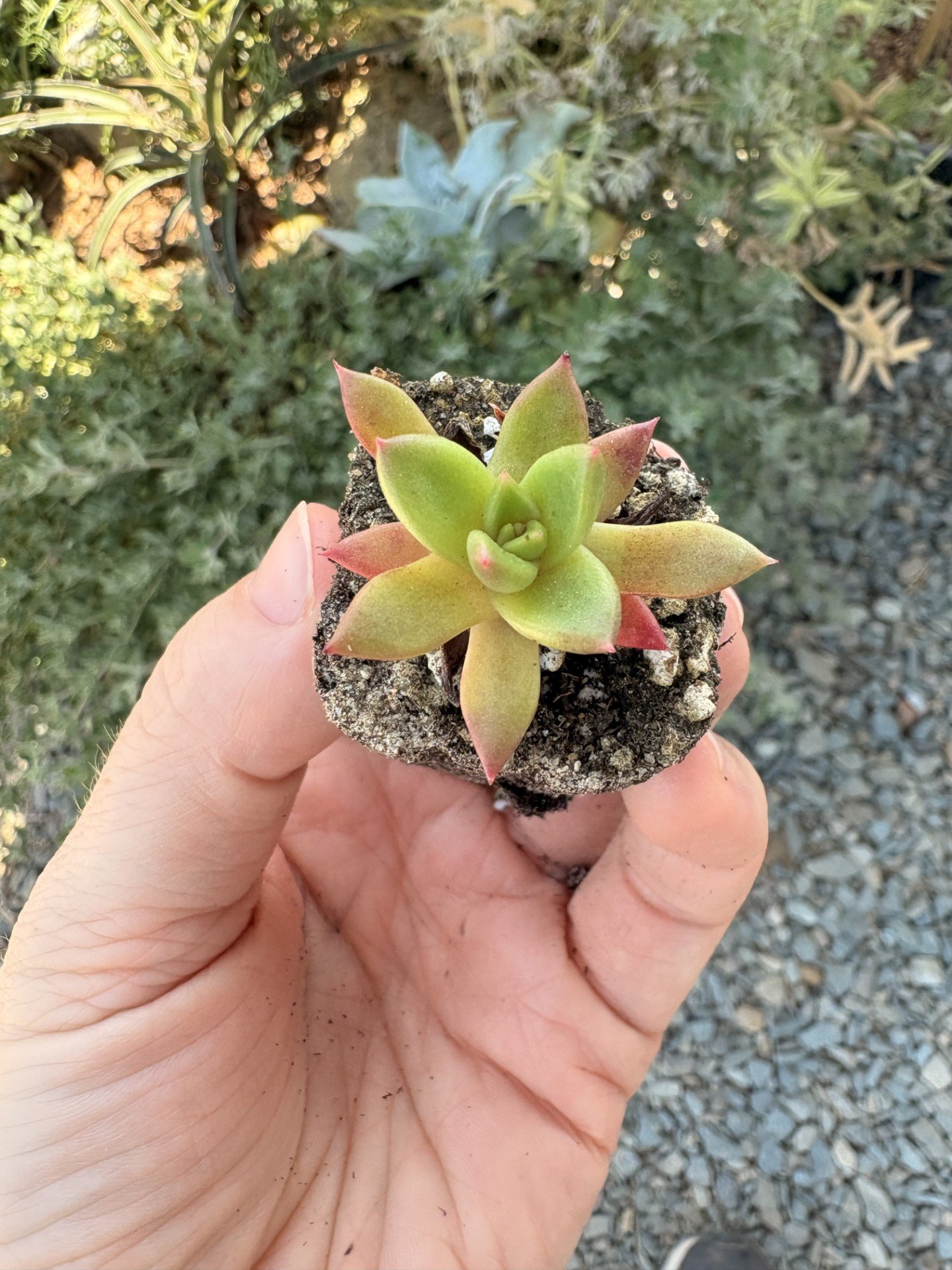 Dudleya farinosa