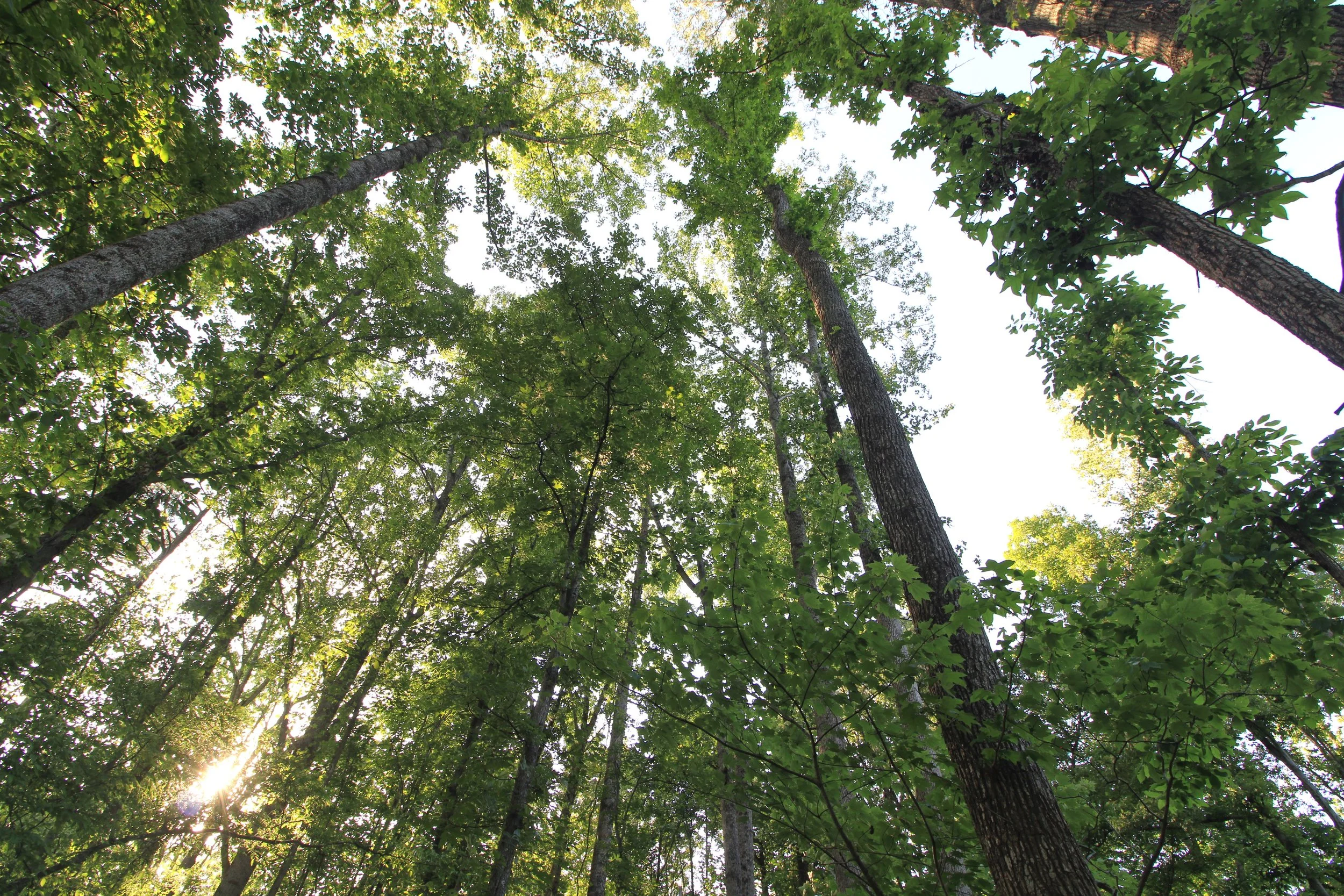 Looking Up.jpg