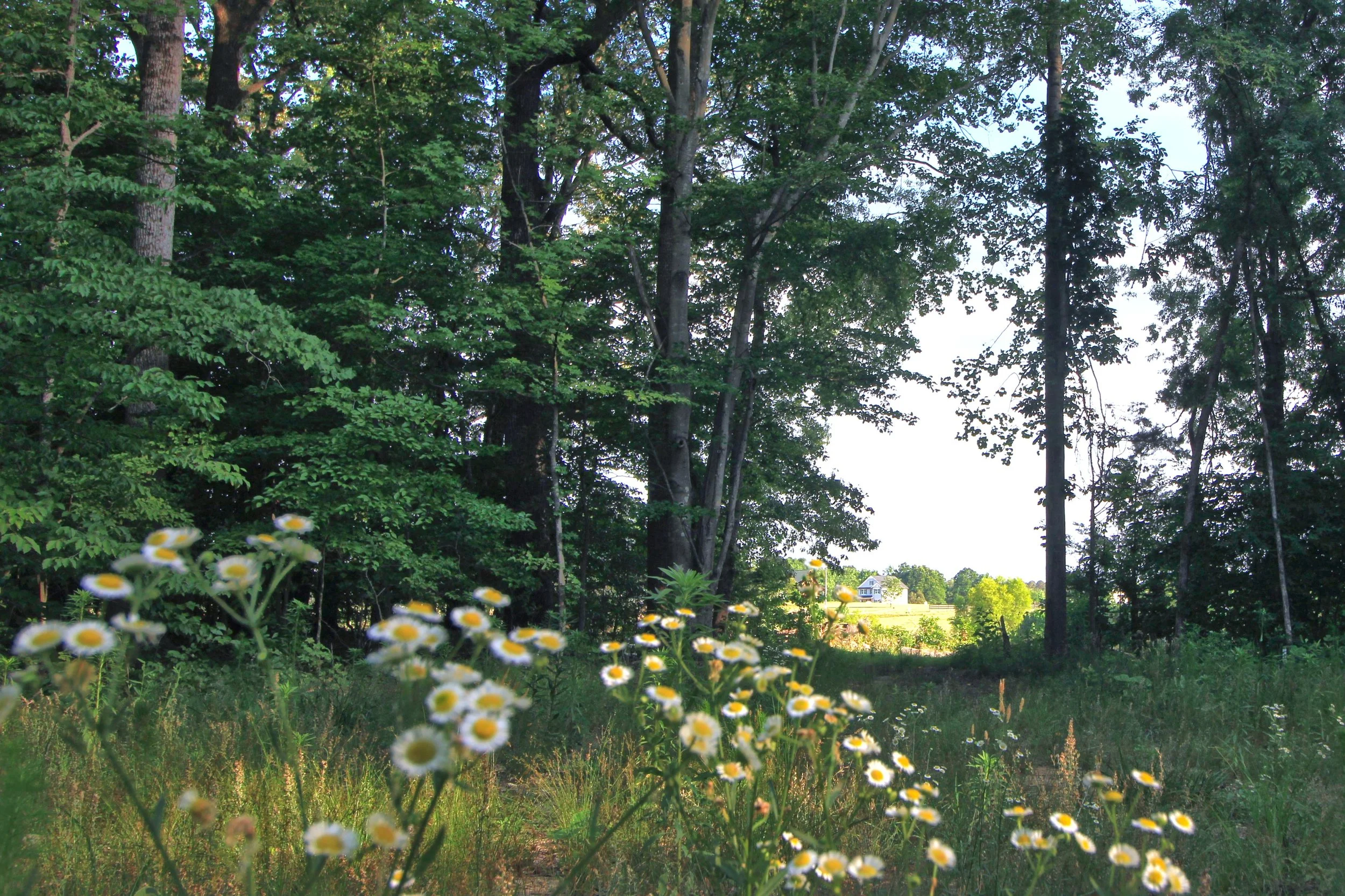 Flowers.jpg